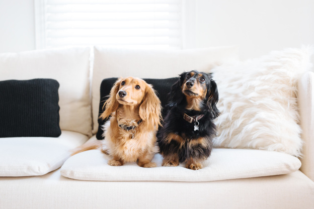 We Tested the Best Pet-Friendly Furniture and Decor from West Elm, Pottery Barn and More Stores