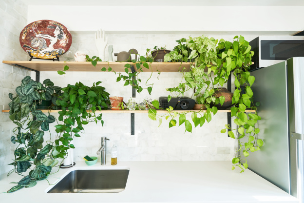 This Might Be the Next Big Houseplant Trend for Green Thumbs