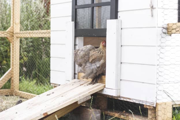What a Real Estate Agent Really Thinks About Backyard Chicken Coops