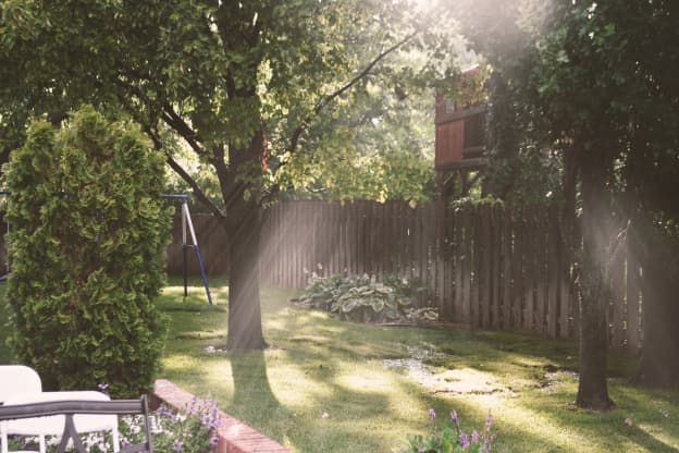 The 7 Trees You Should Never Plant in Your Yard, According to Real Estate Pros