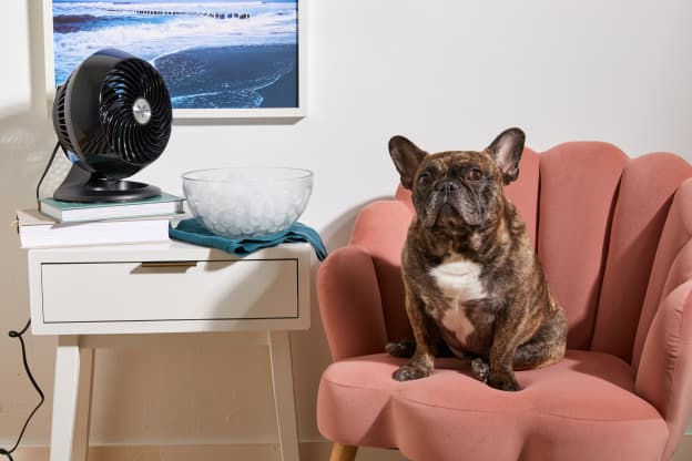 The Innovative Cooling Vest That's Keeping My Pup Cool During the Dog Days of Summer