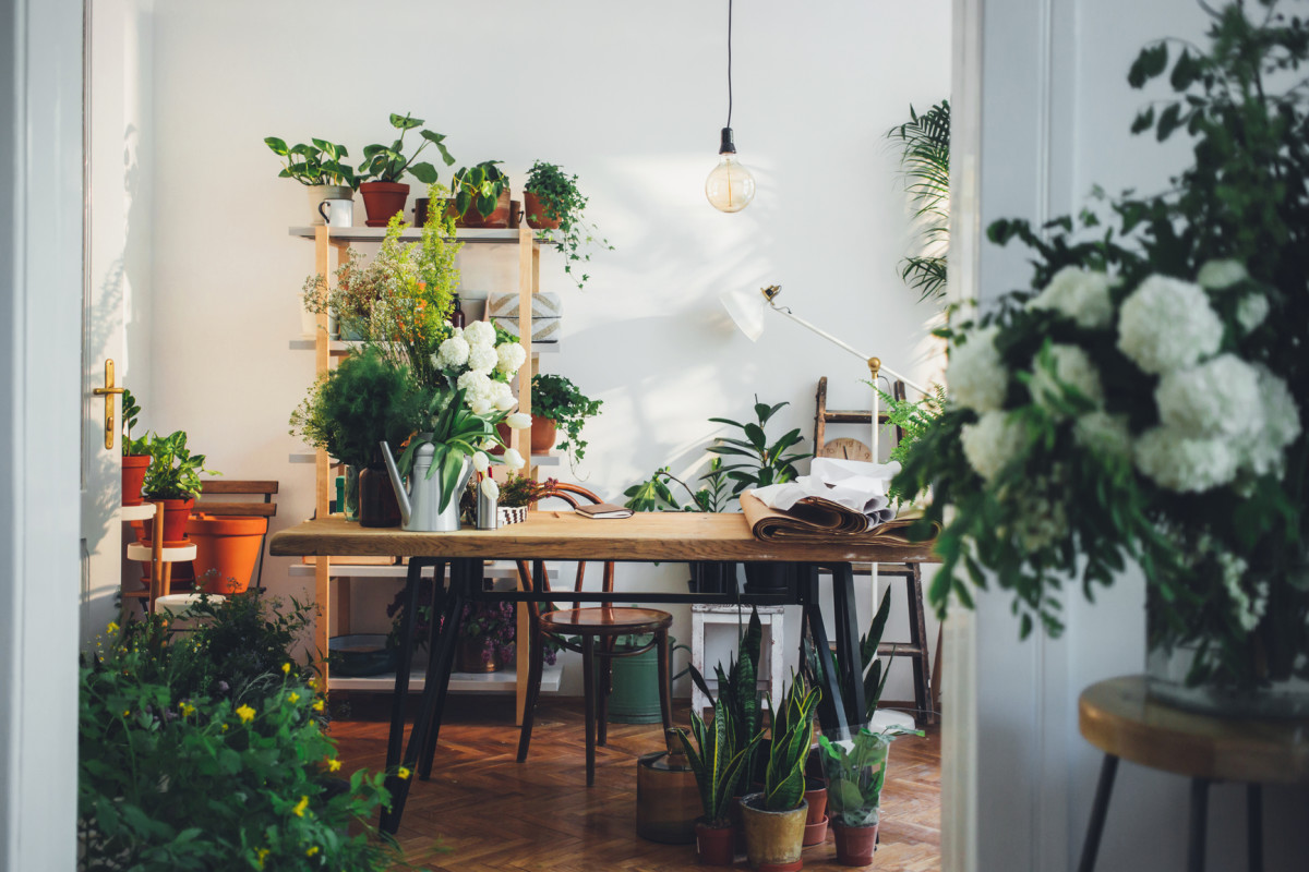 What to Do If Your Plants Hate Your New Apartment