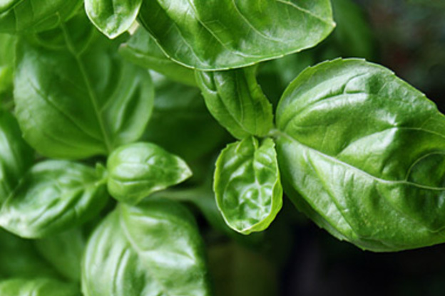The 4 Best Basil Substitutes for When You're in a Pinch