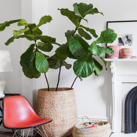 The One Big Mistake You're Making When Cleaning Your Houseplants