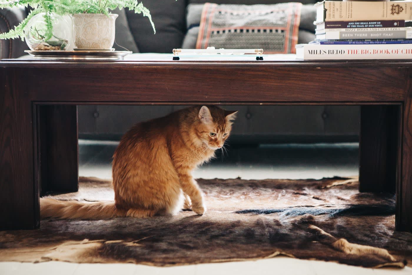 I Found the Best Hidden Litter Box After Testing Several | Apartment Therapy