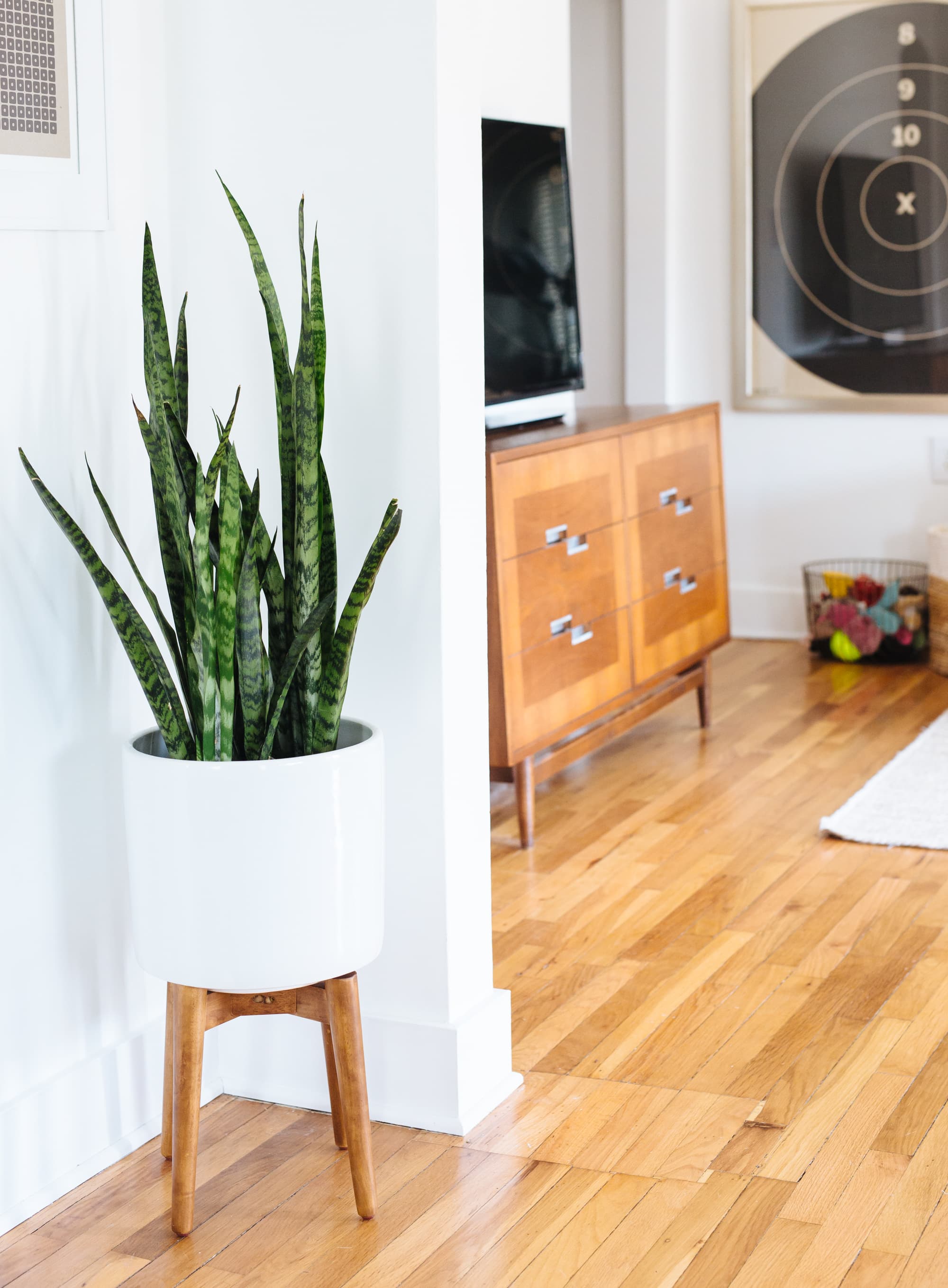 Best Living Room Plants Apartment Therapy
