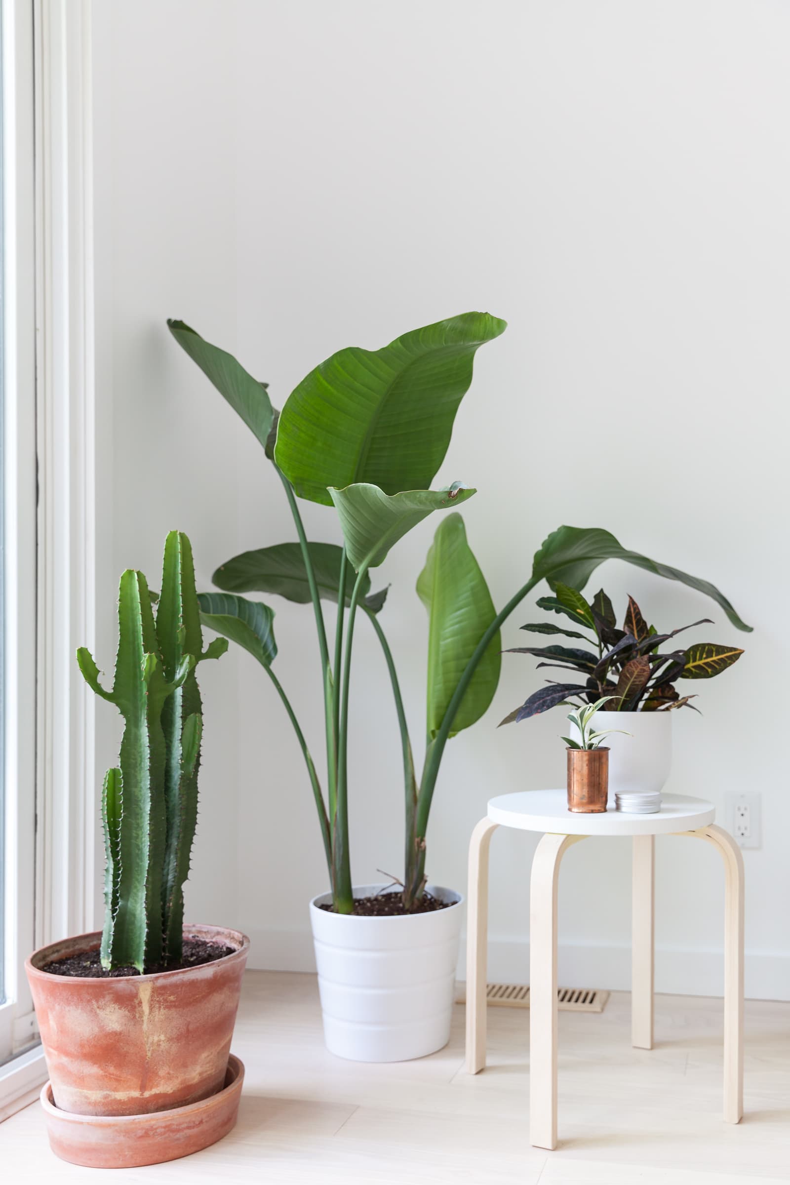 Home Plant Buying Guide