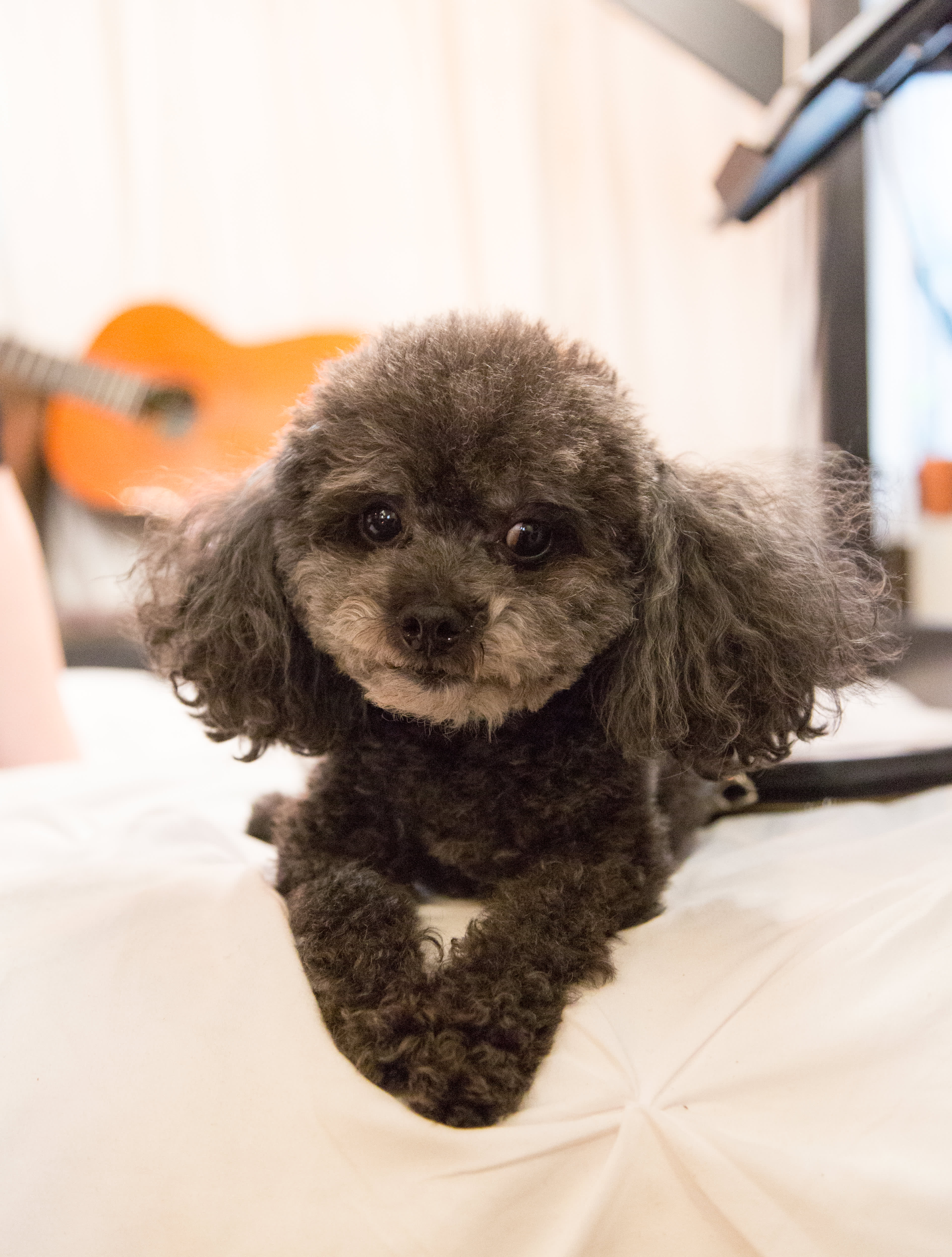 best small dog to have in the house