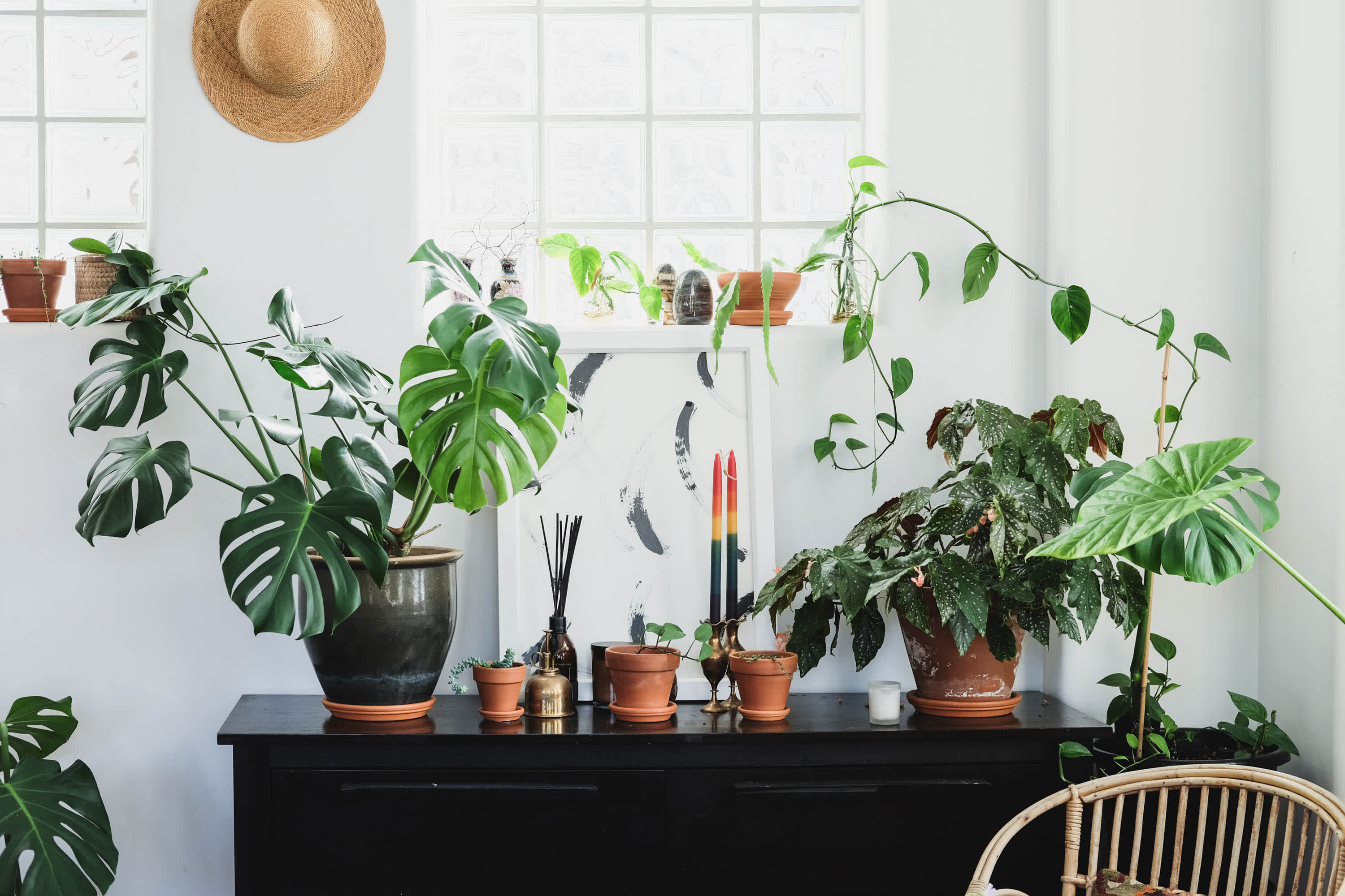 How to Increase the Humidity for Your Houseplants