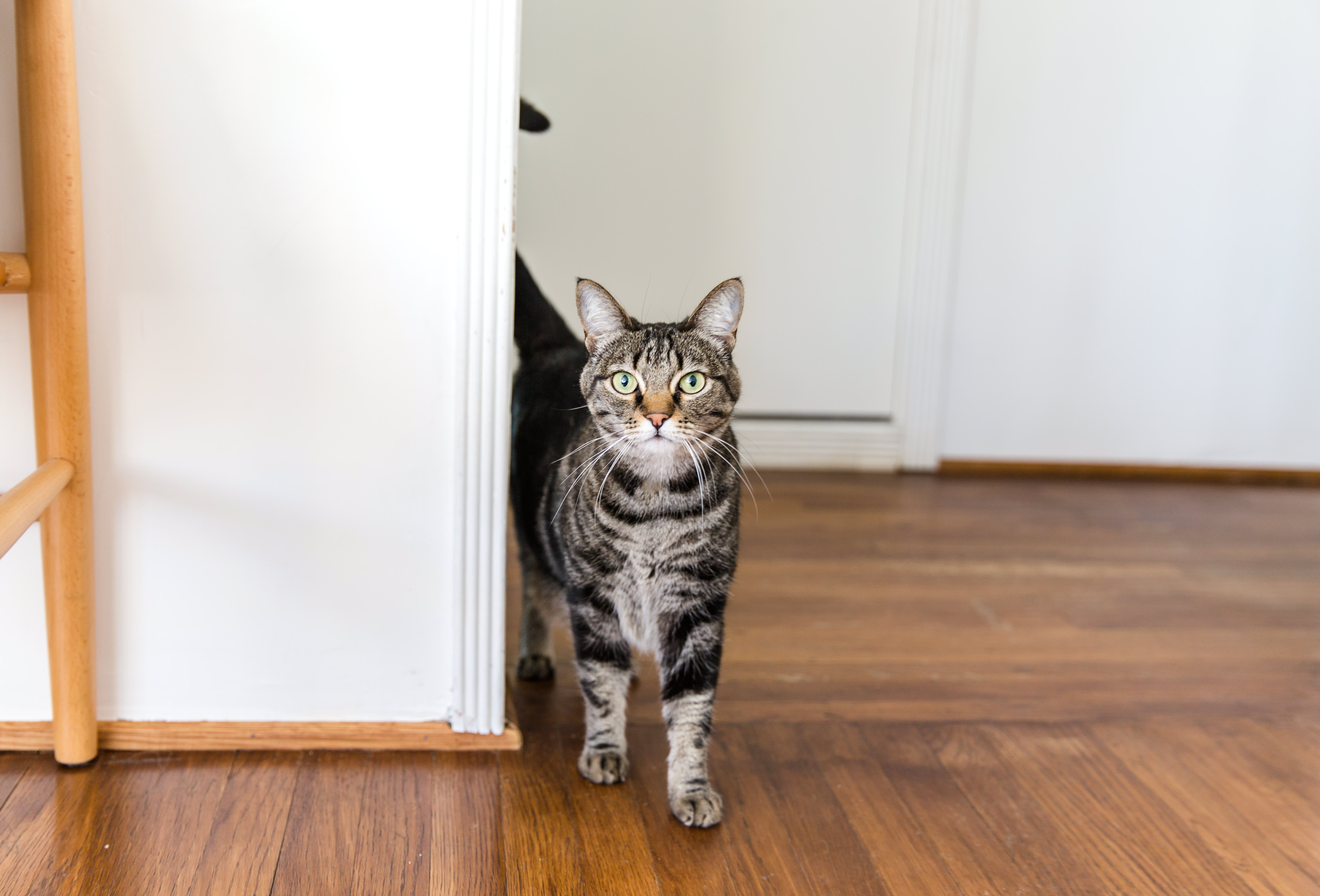An Honest Review of MS Cat Litter Box | Apartment Therapy