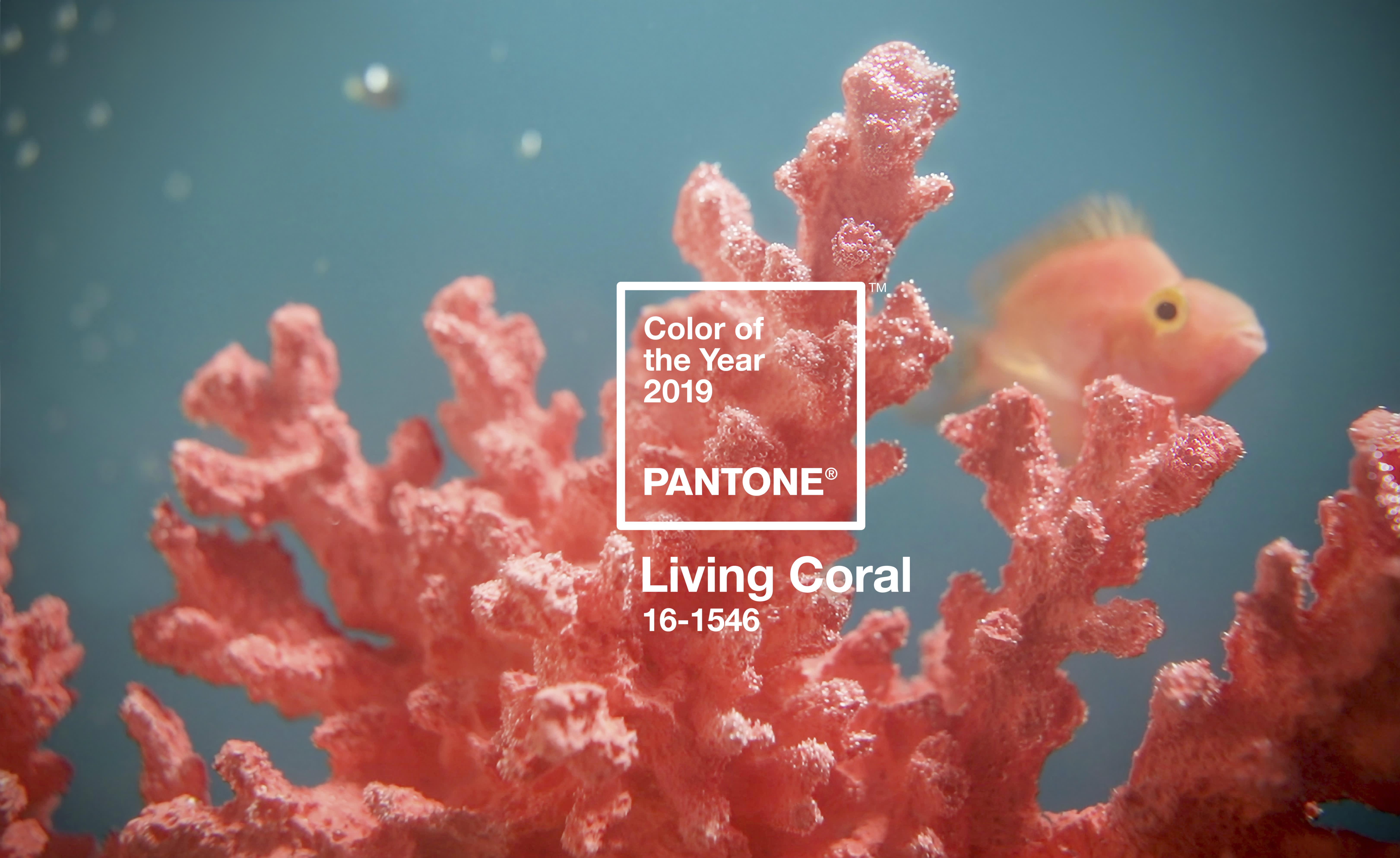 Cool Coral Decor That Proves Pantone Was onto Something With Their 2019 Color of the Year