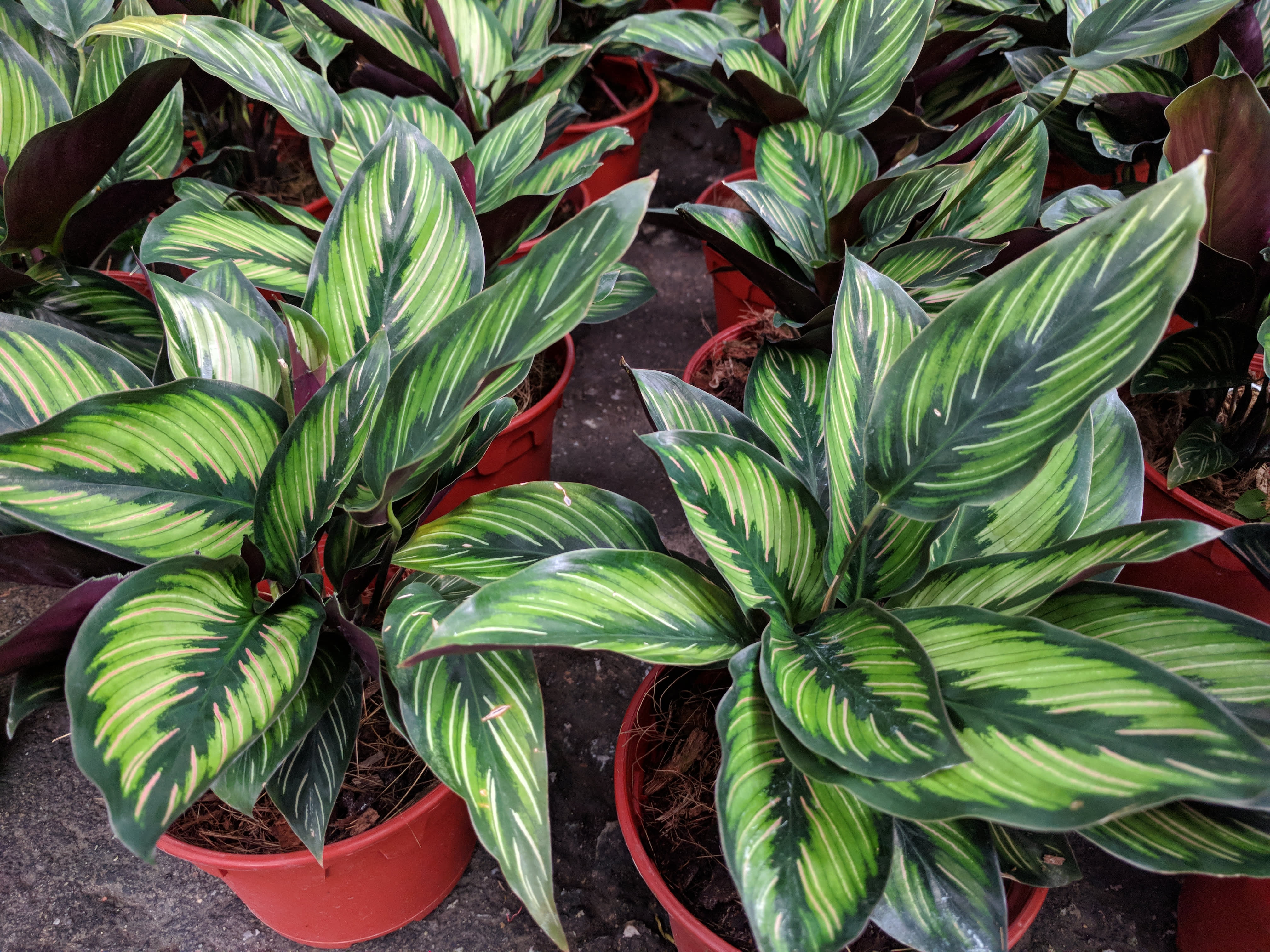 Calathea 'Misto' - Prayer Plant (4.5 Pot)