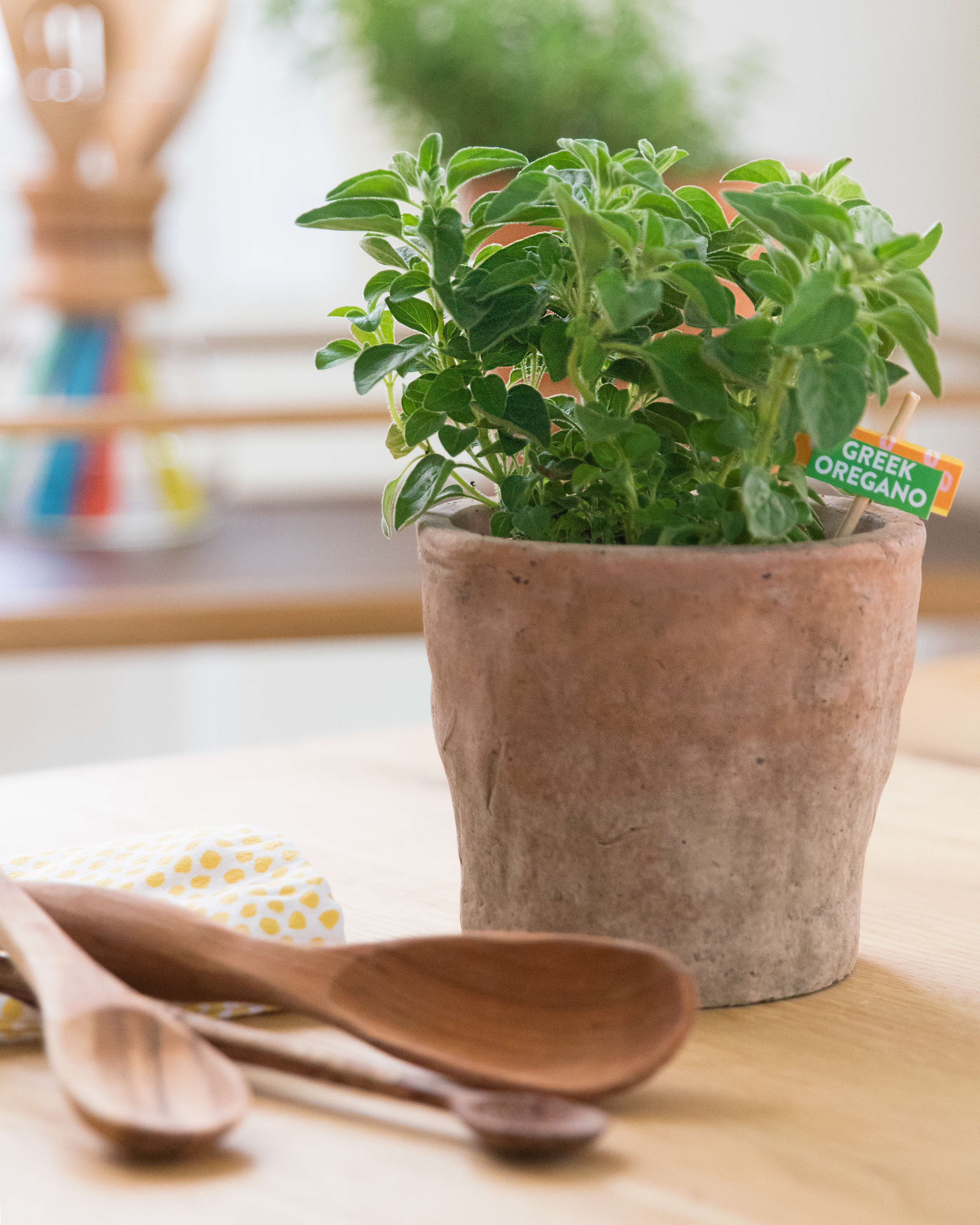 plant bougainvillea in pot Bougainvillea Multi Pack - 3 Live Plants in 4 Inch Pots