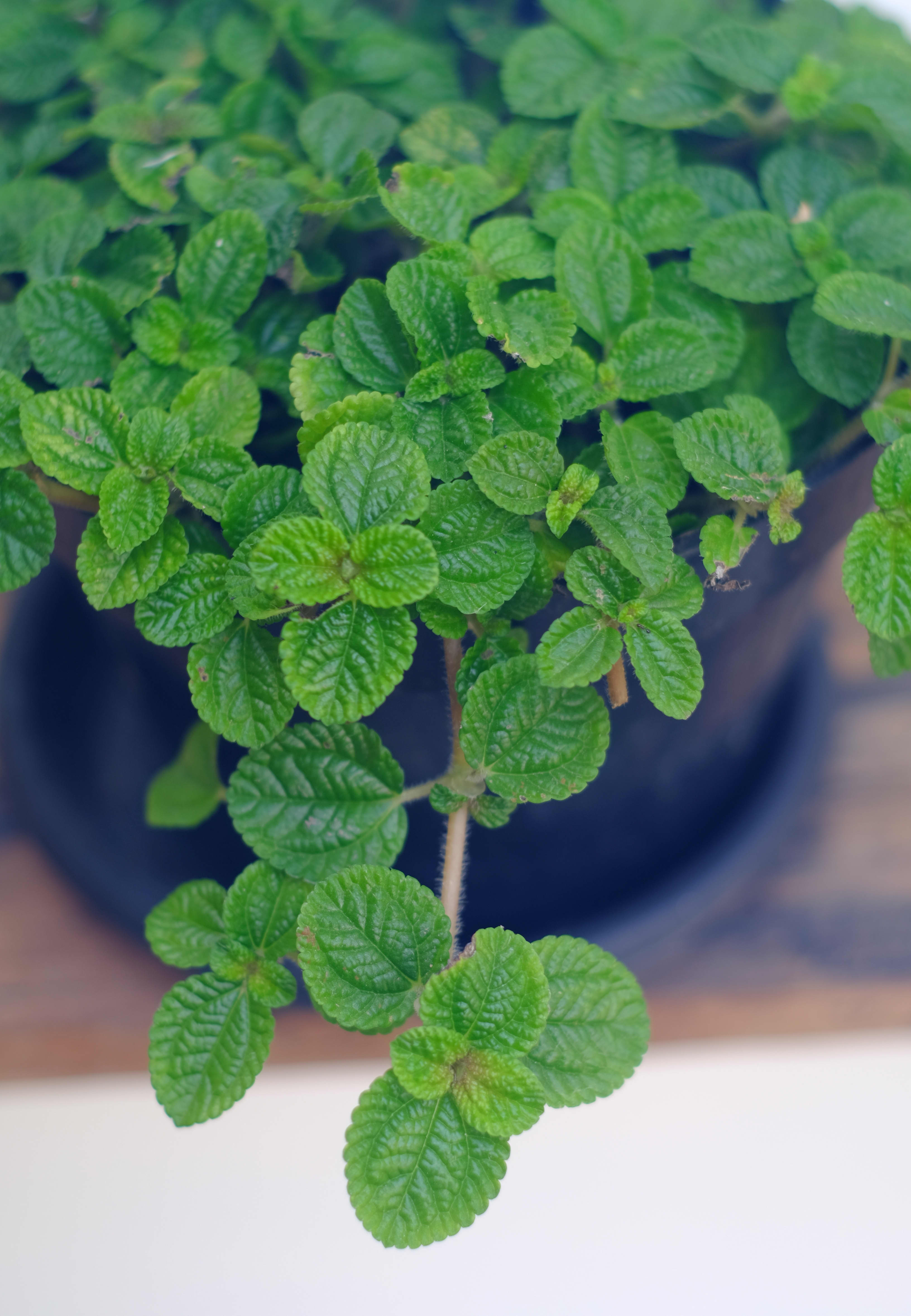 growing mint indoors low light