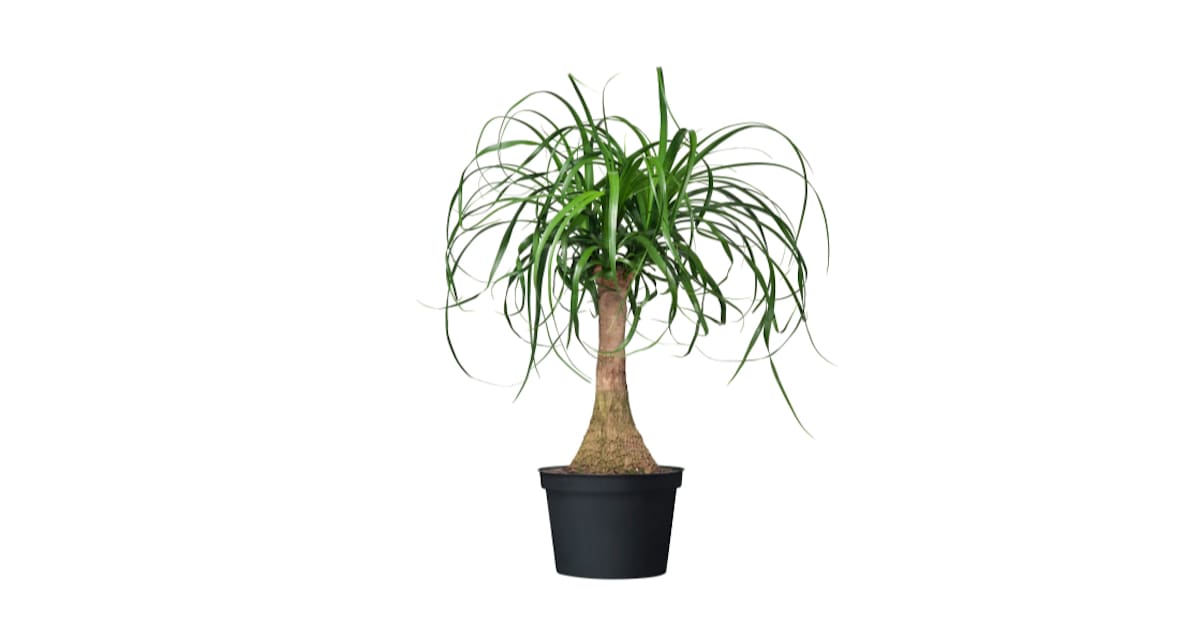 See IKEA's Elephant Foot Plant Natural Environment | Apartment Therapy