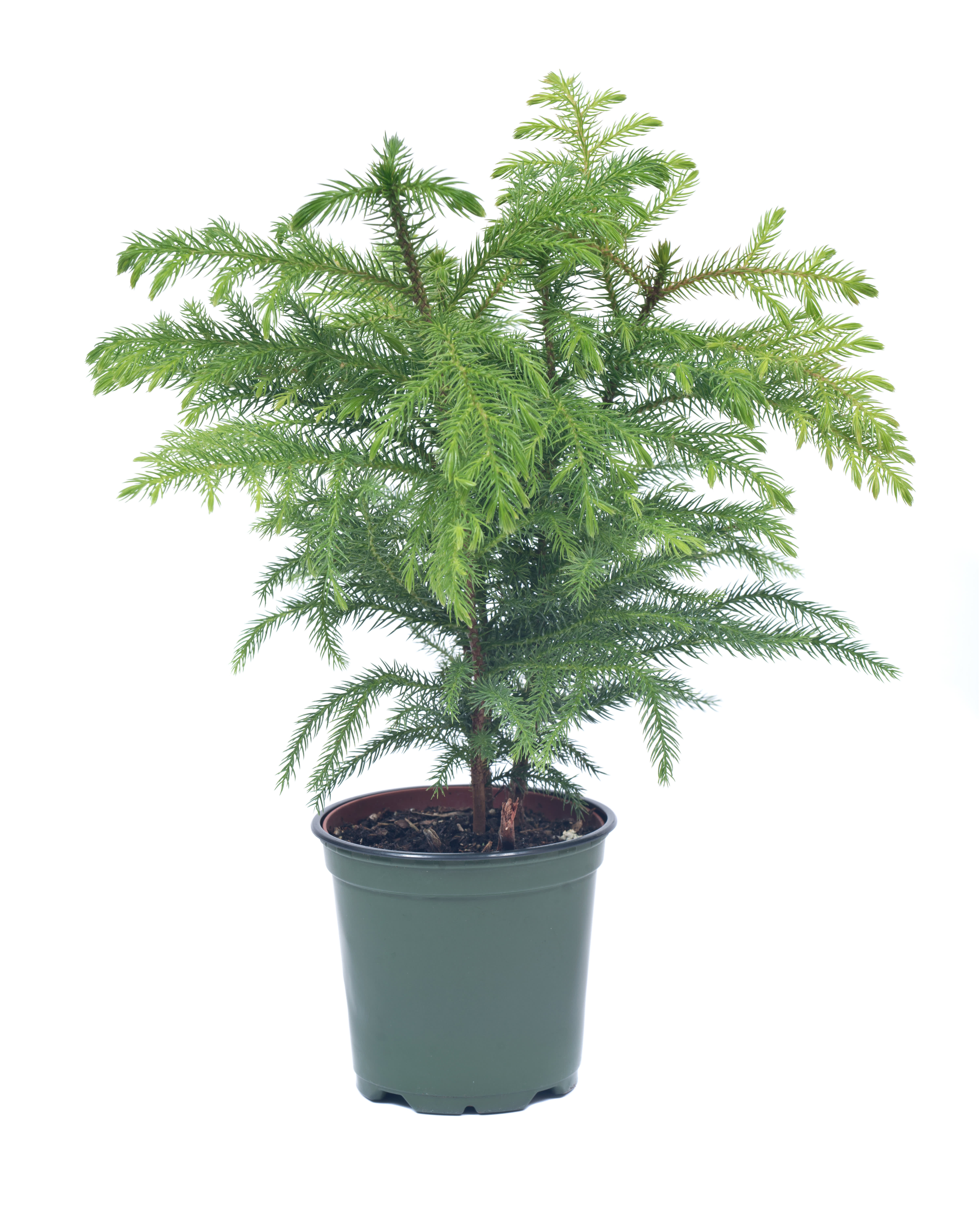 How To Grow Norfolk Island Pine Plants Indoors Apartment Therapy
