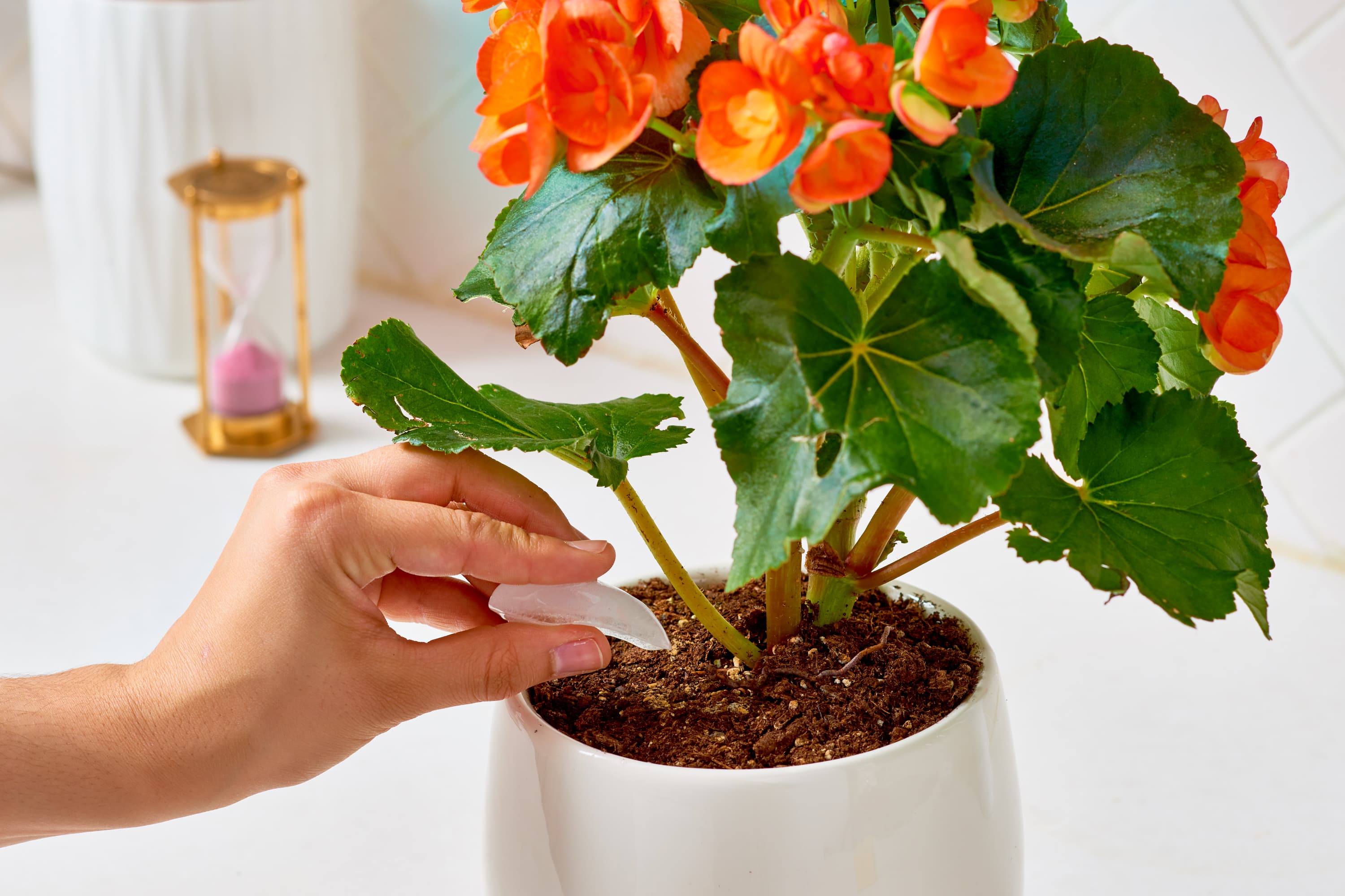 29 Gardening Hacks and Tips Anyone Can Use