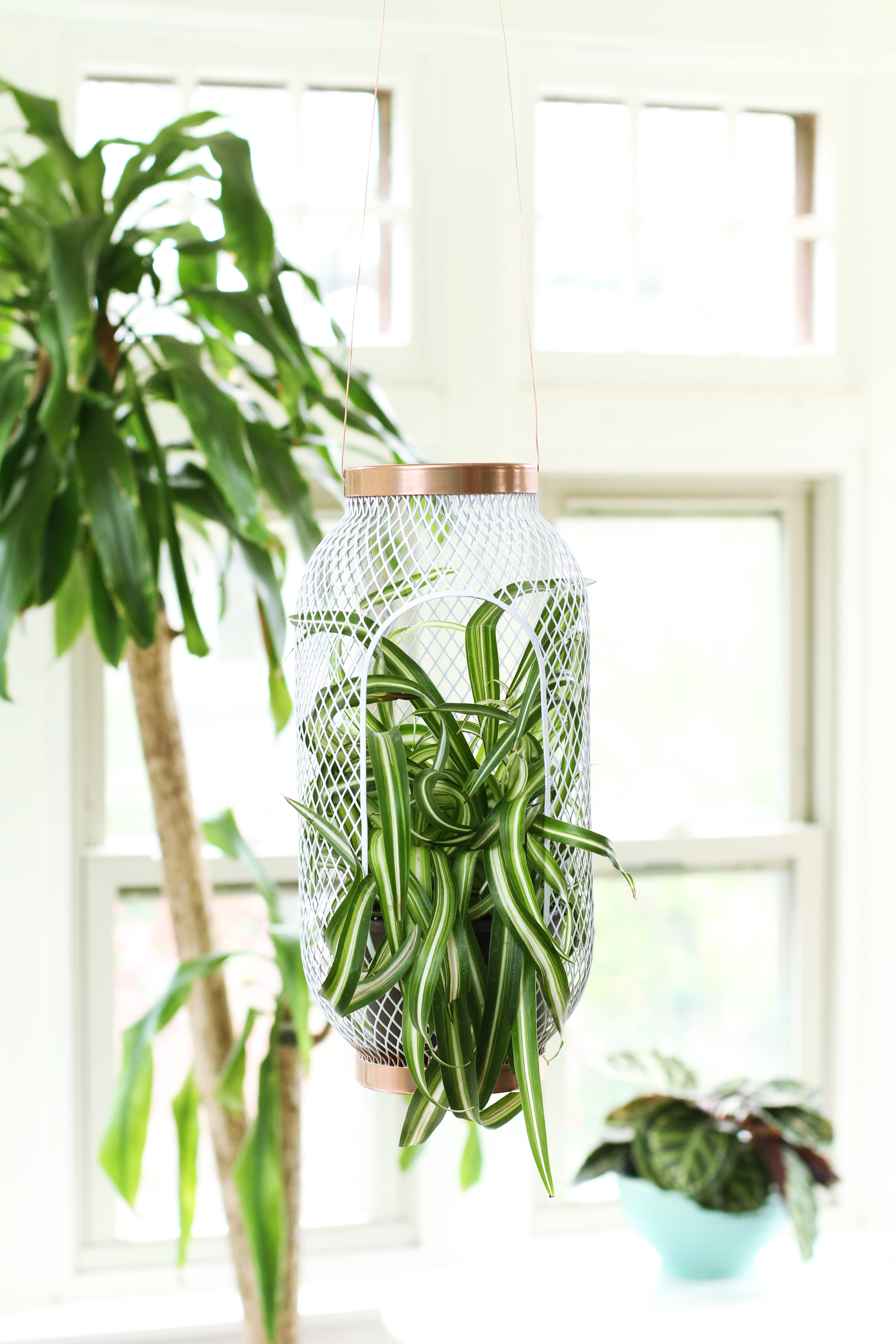 outdoor plant house Mini Greenhouse Kit Outdoor Plant Stand, Small Green House, Plant Stan