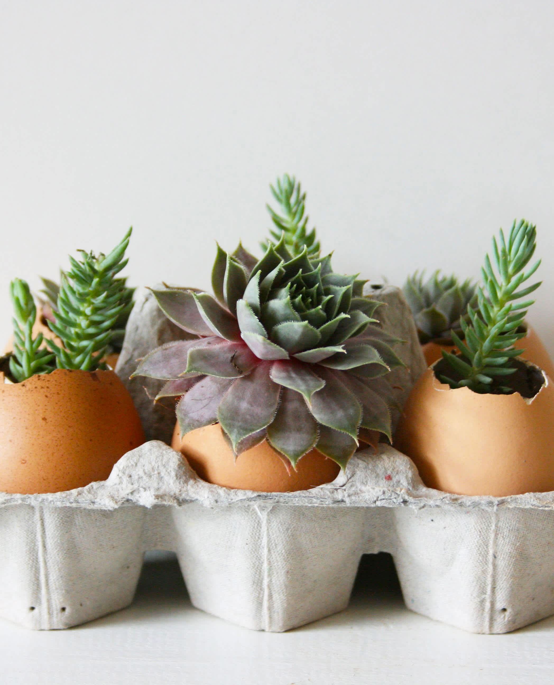 A Classy Mister For Your Indoor Plants Kitchn