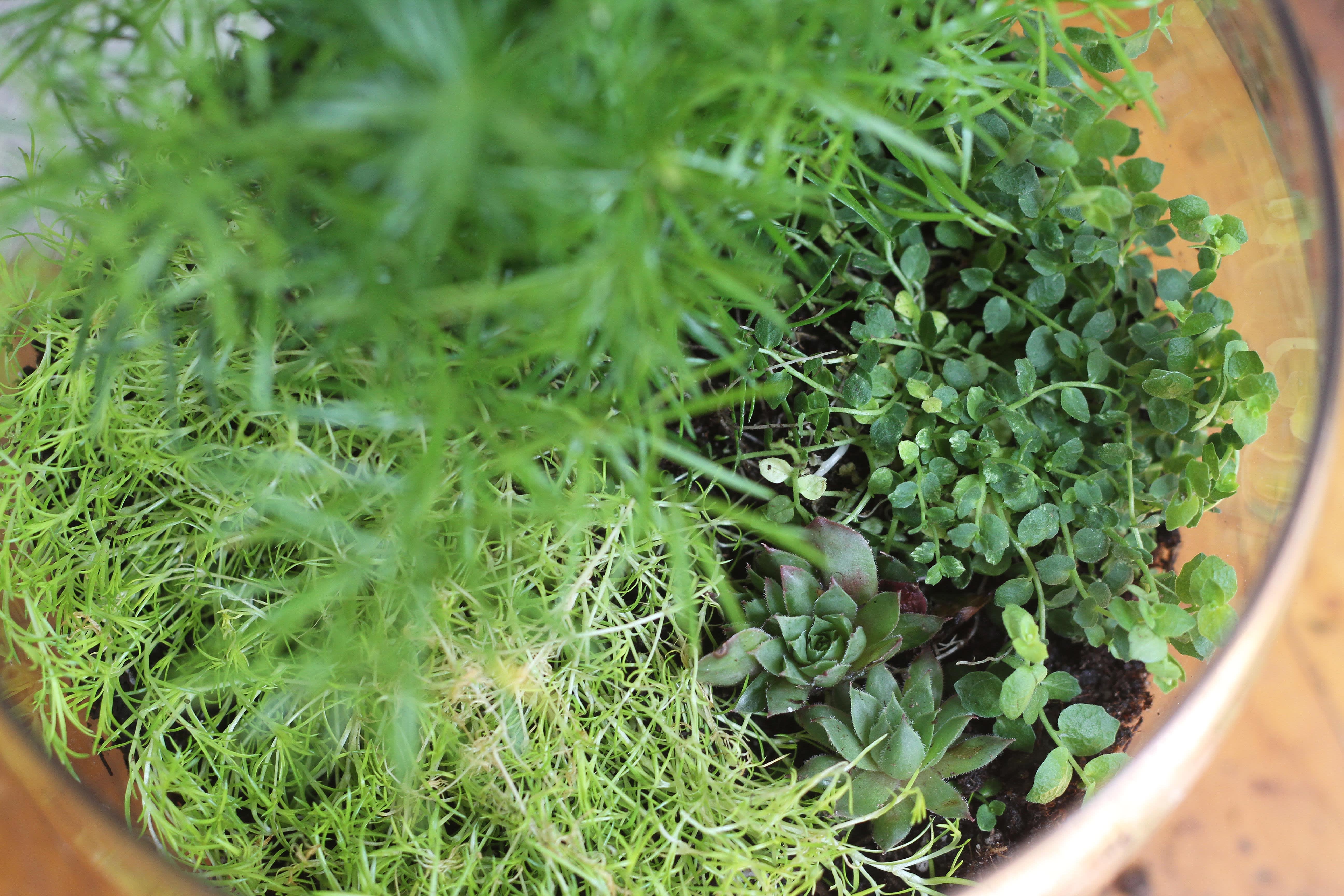 How To Make a Terrarium