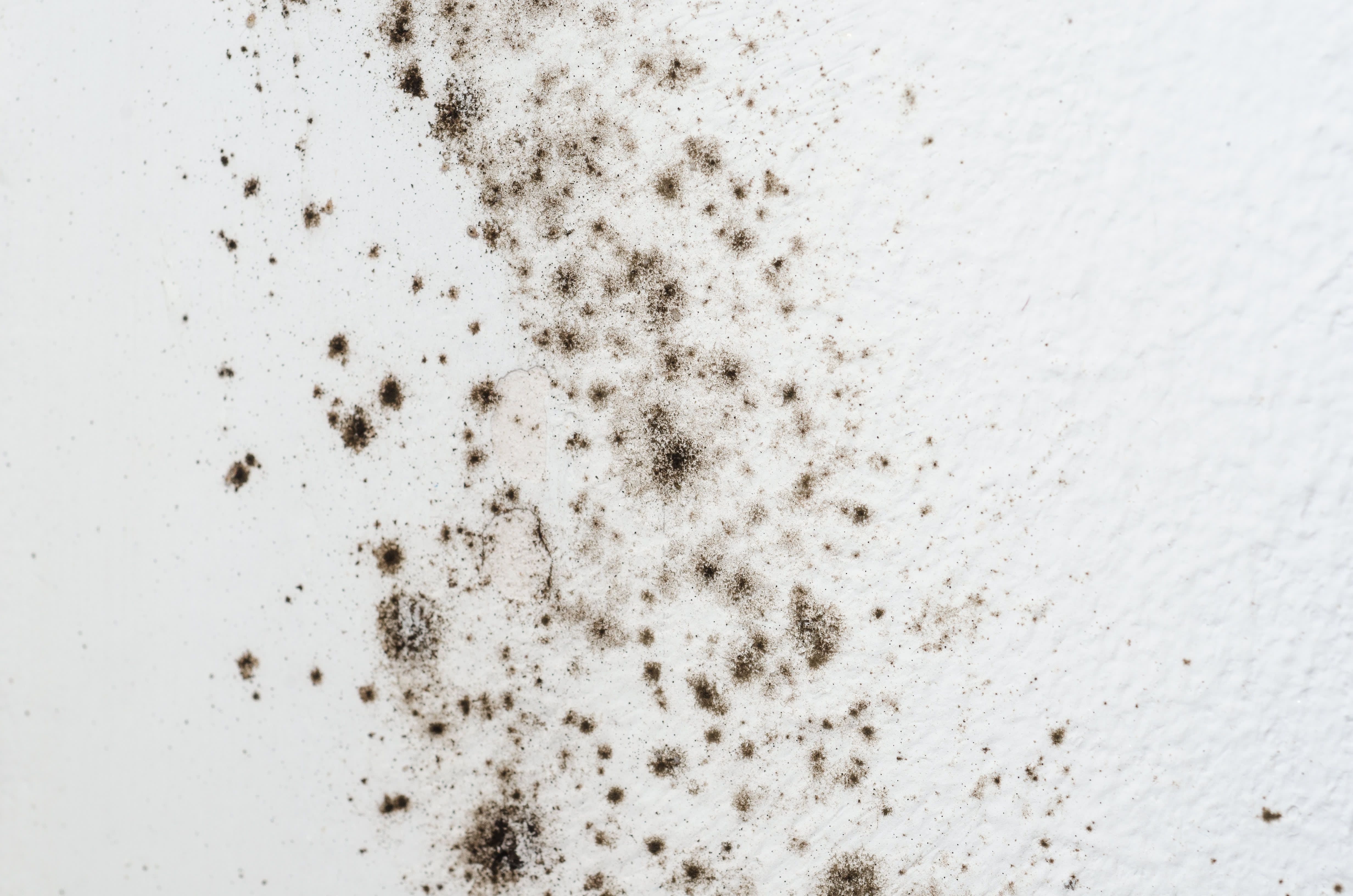 How to Respond to Black Mold Under the Sink
