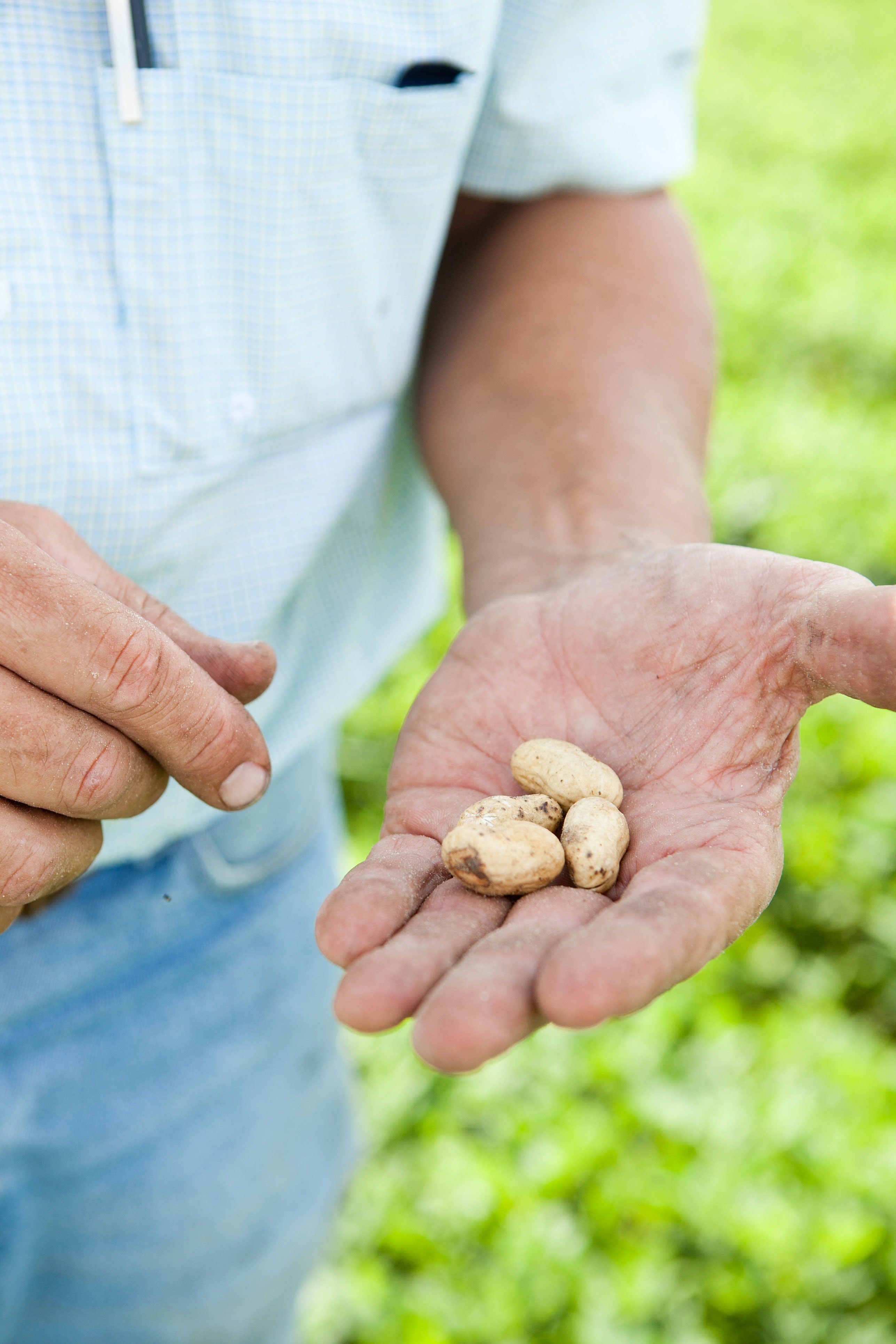 How Peanuts Are Grown & Harvested in Alabama The Kitchn
