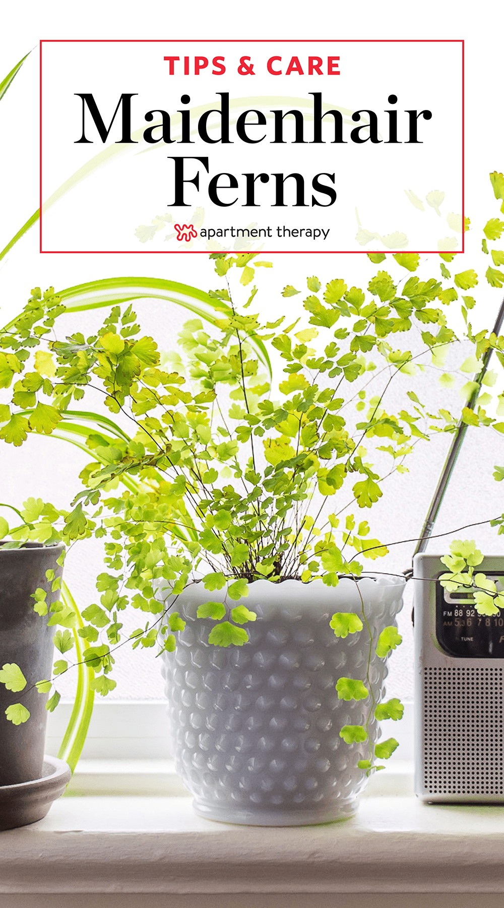 Maidenhair Fern Care: Everything You Need to Know | Apartment Therapy
