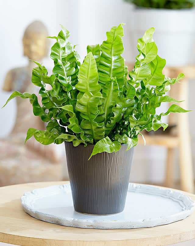 Foliage Plants Indoor House Plants Apartment Therapy