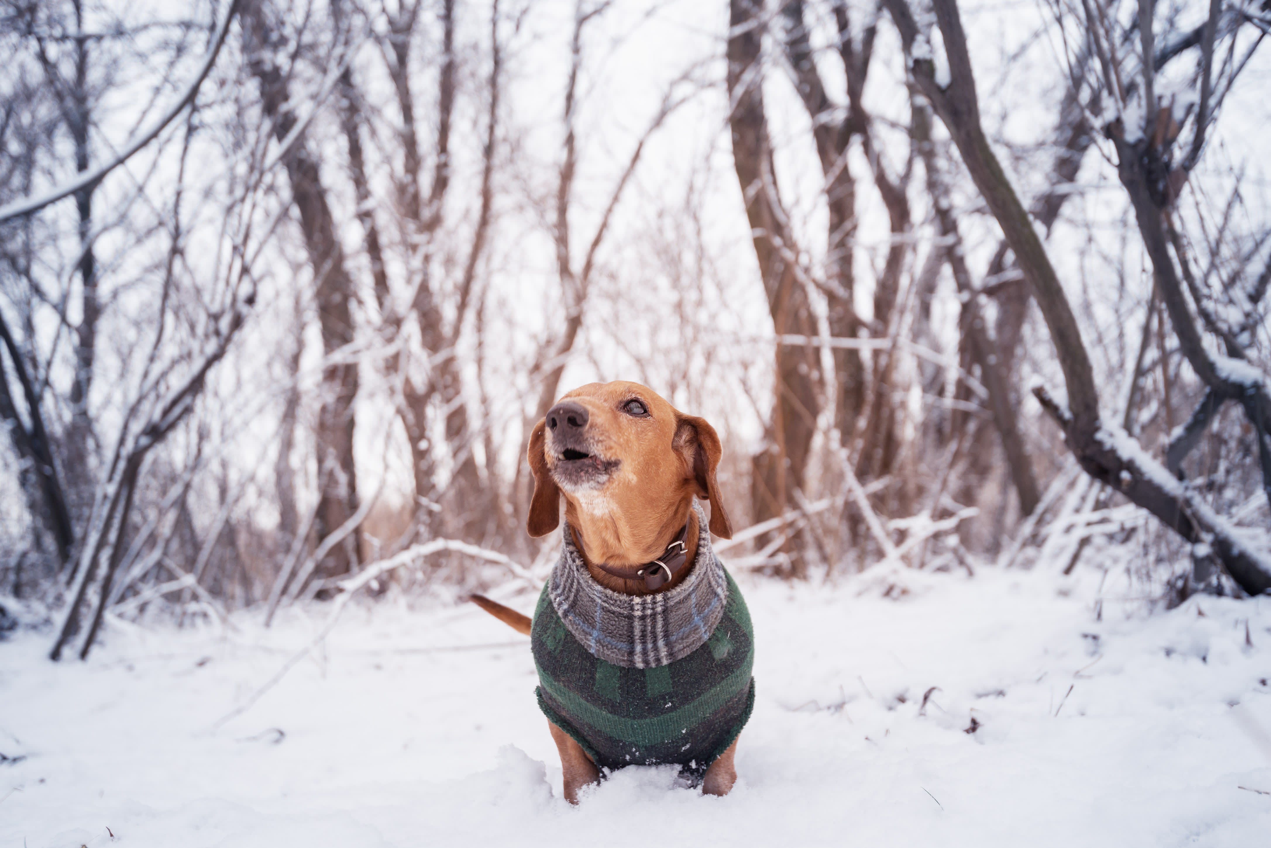 Dogs in store extreme cold weather