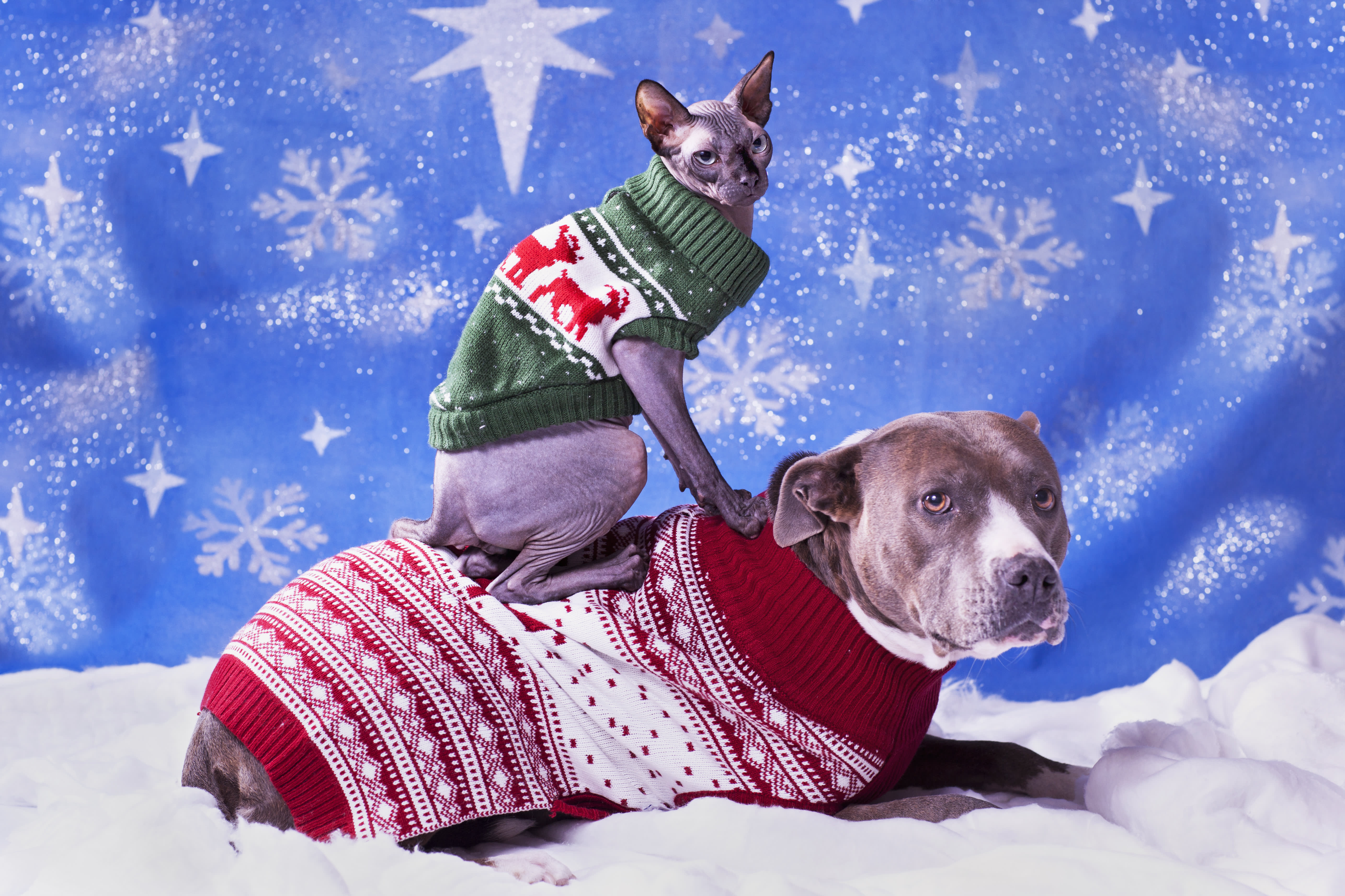 Alaska Airlines Will Let You Board Early If You Wear an Ugly Holiday Sweater