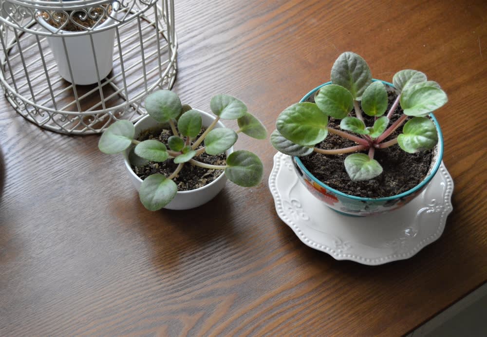 African Violets Care How To Grow Maintain African Violet Plants Apartment Therapy