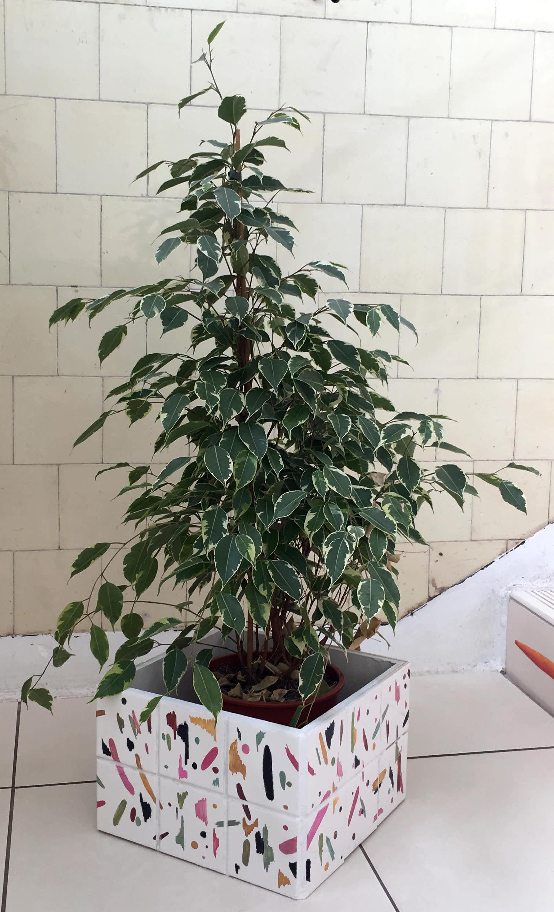 Houseplants | Page 14 | Apartment Therapy