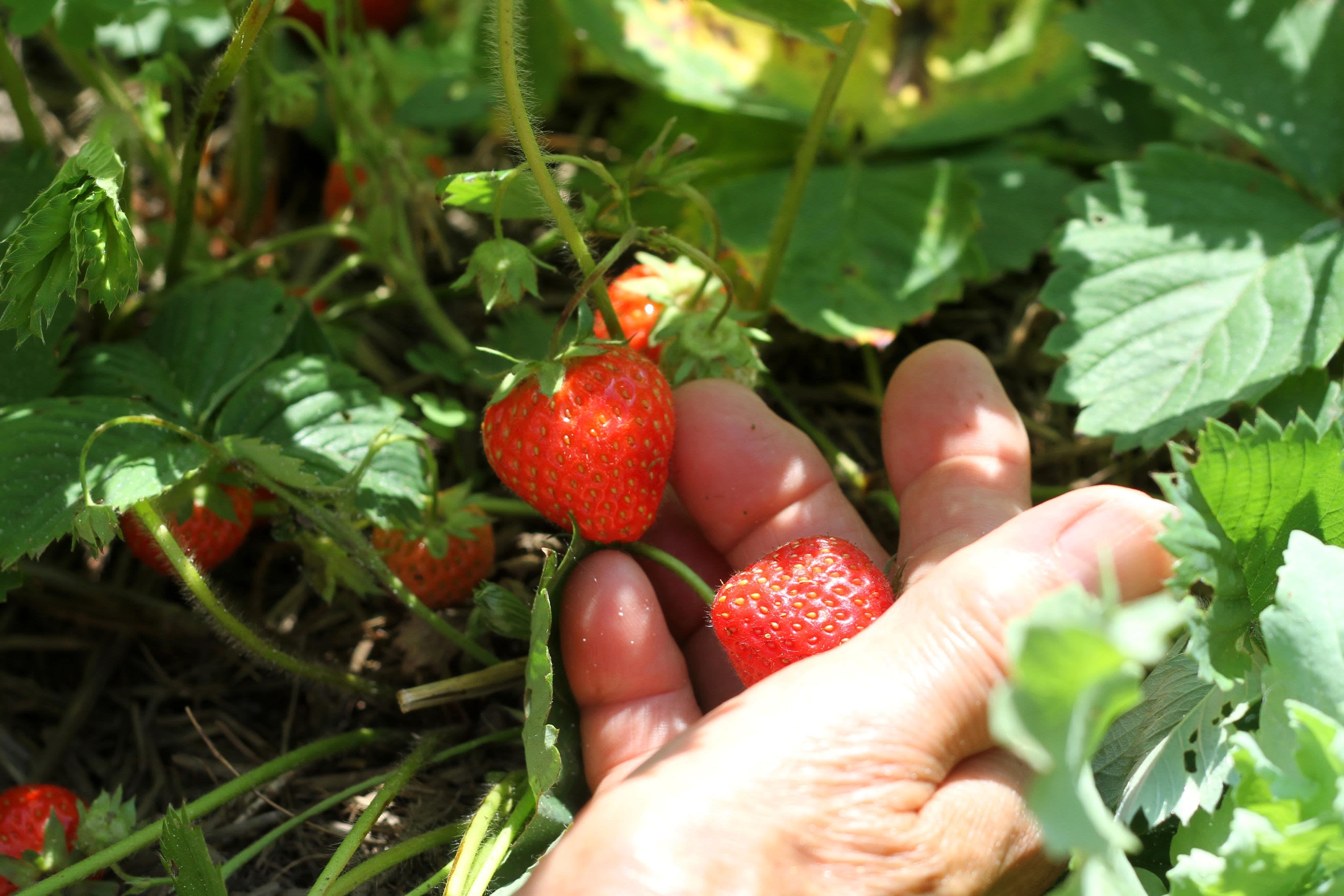 Growing Strawberries — Roots to Fruits Nursery