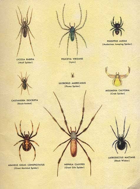Little House Spiders How To Identify Venomous House Spiders