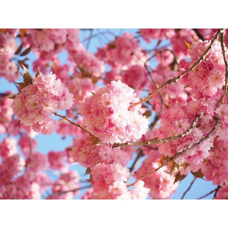 Home Depot Sells Cherry Blossom Trees For $39 | Apartment Therapy