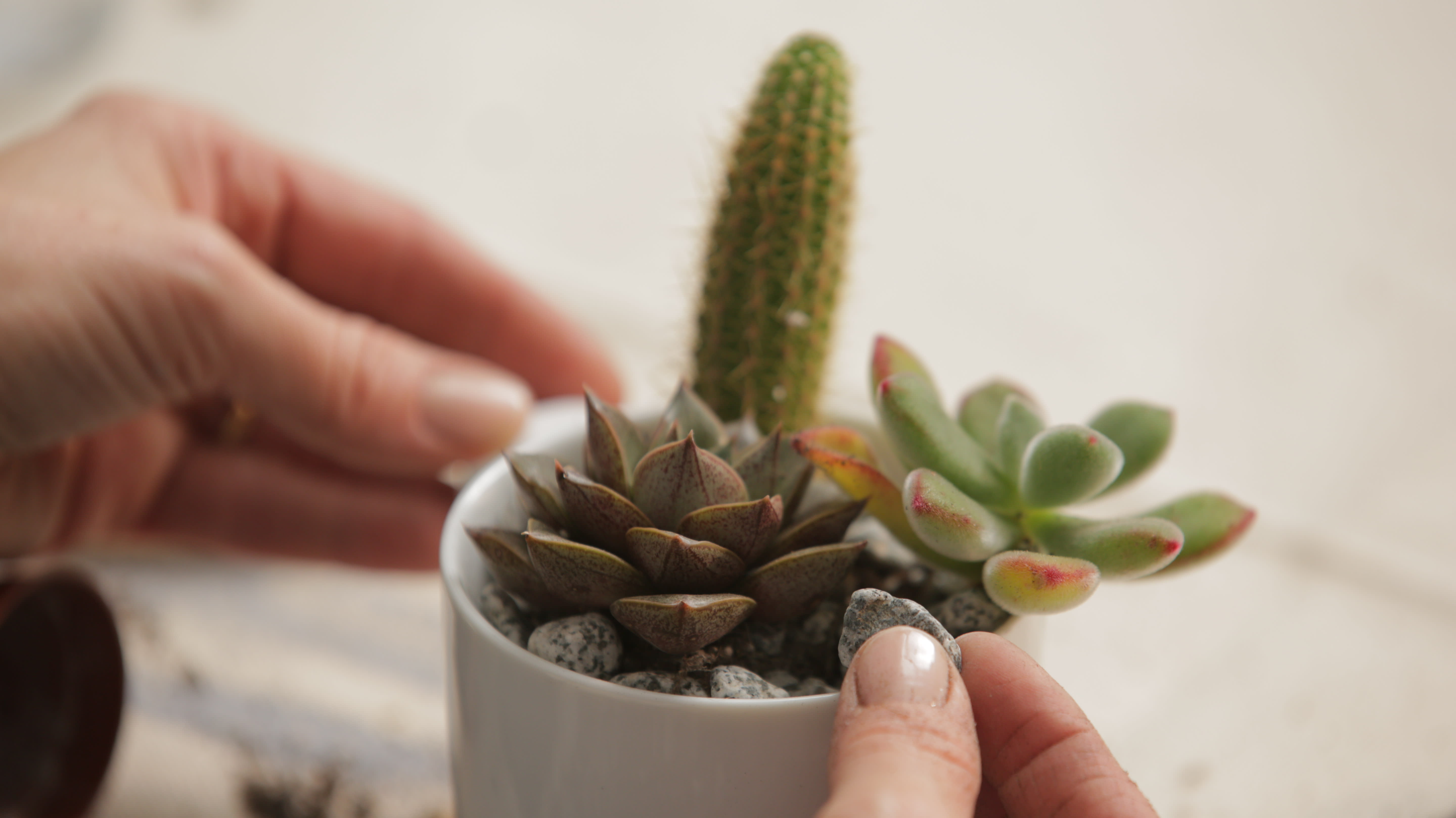 Hanging coffee cup planter — A Charming Project