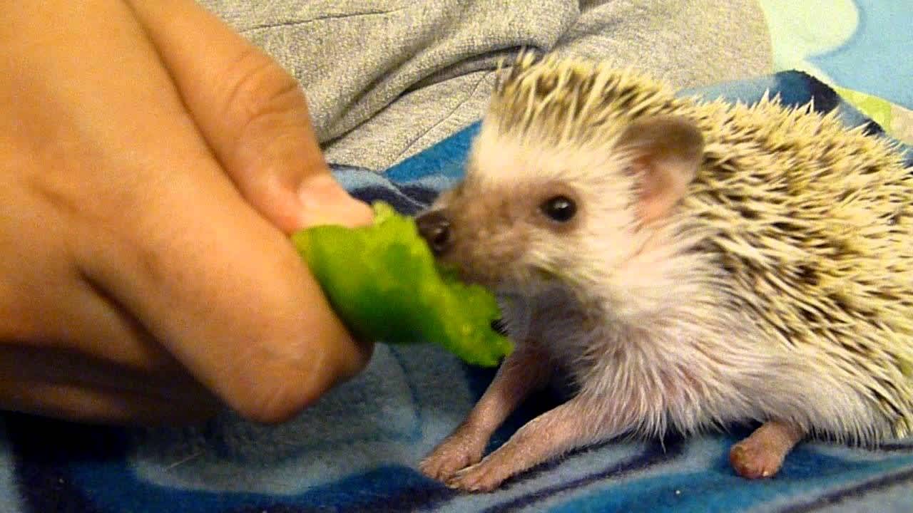 10 Baby Animals Who Really, Really Love Their Vegetables | Kitchn
