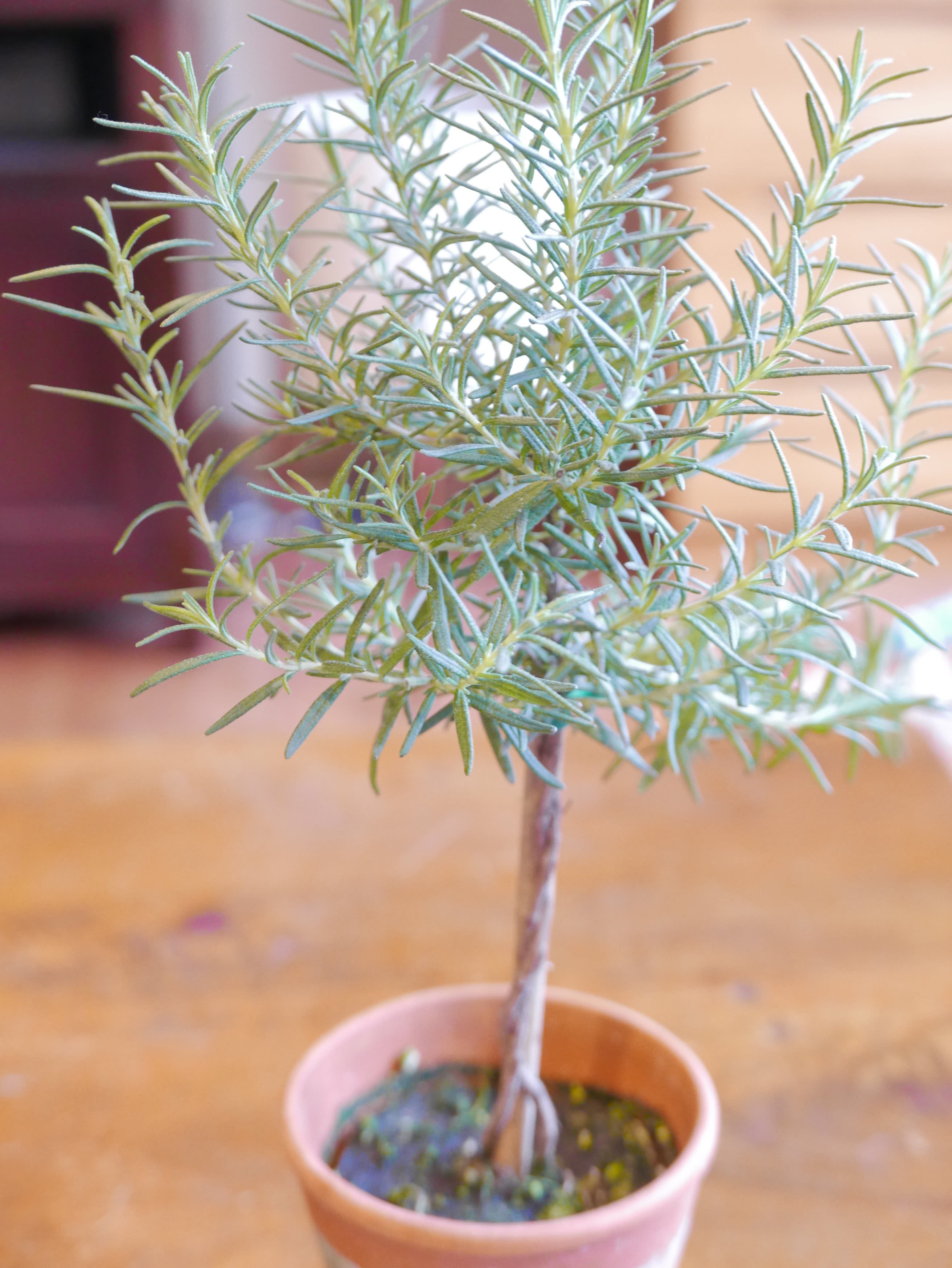 growing herbs without direct sunlight