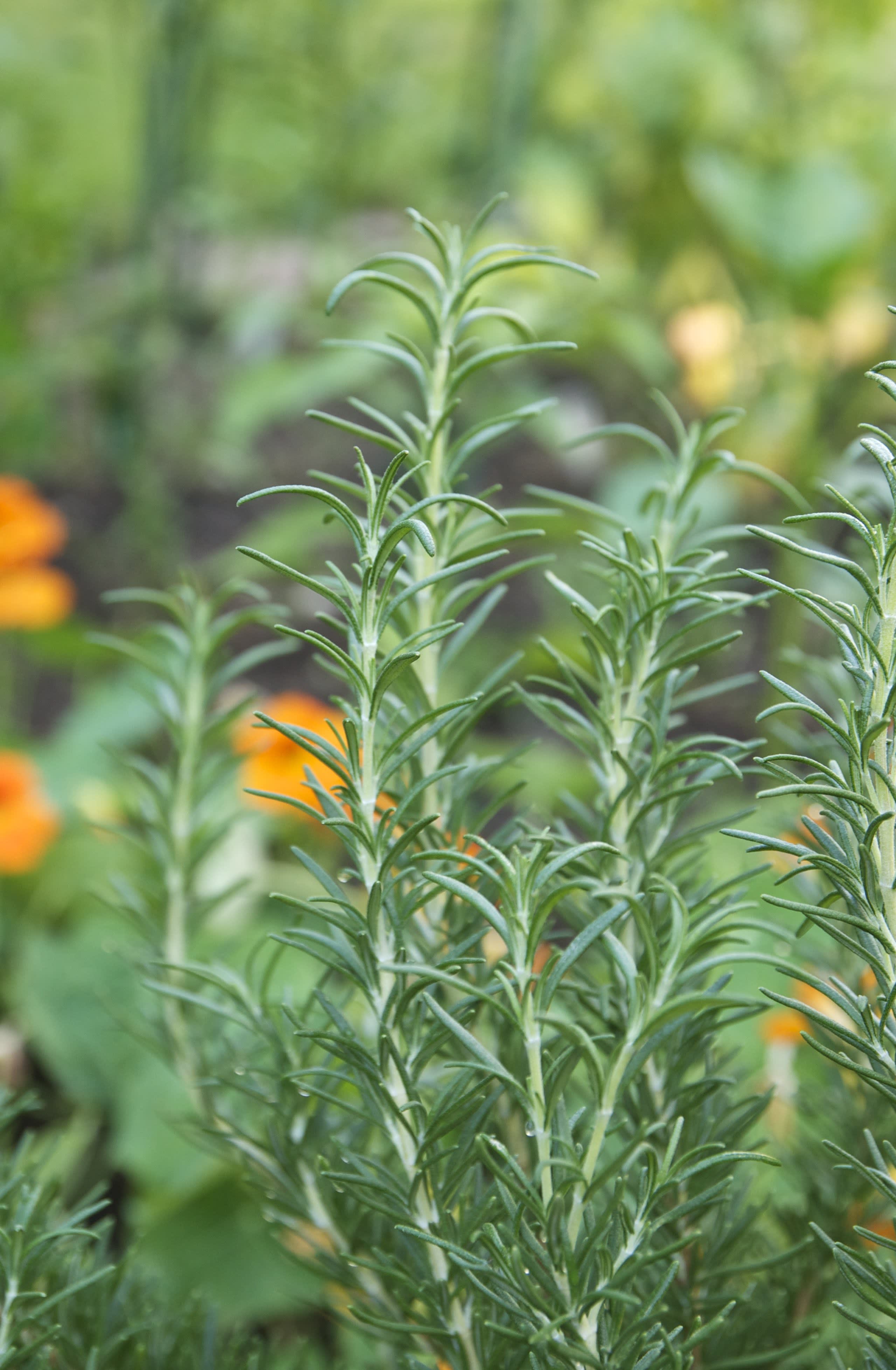 Everything You Need to Know About Growing Rosemary | The Kitchn