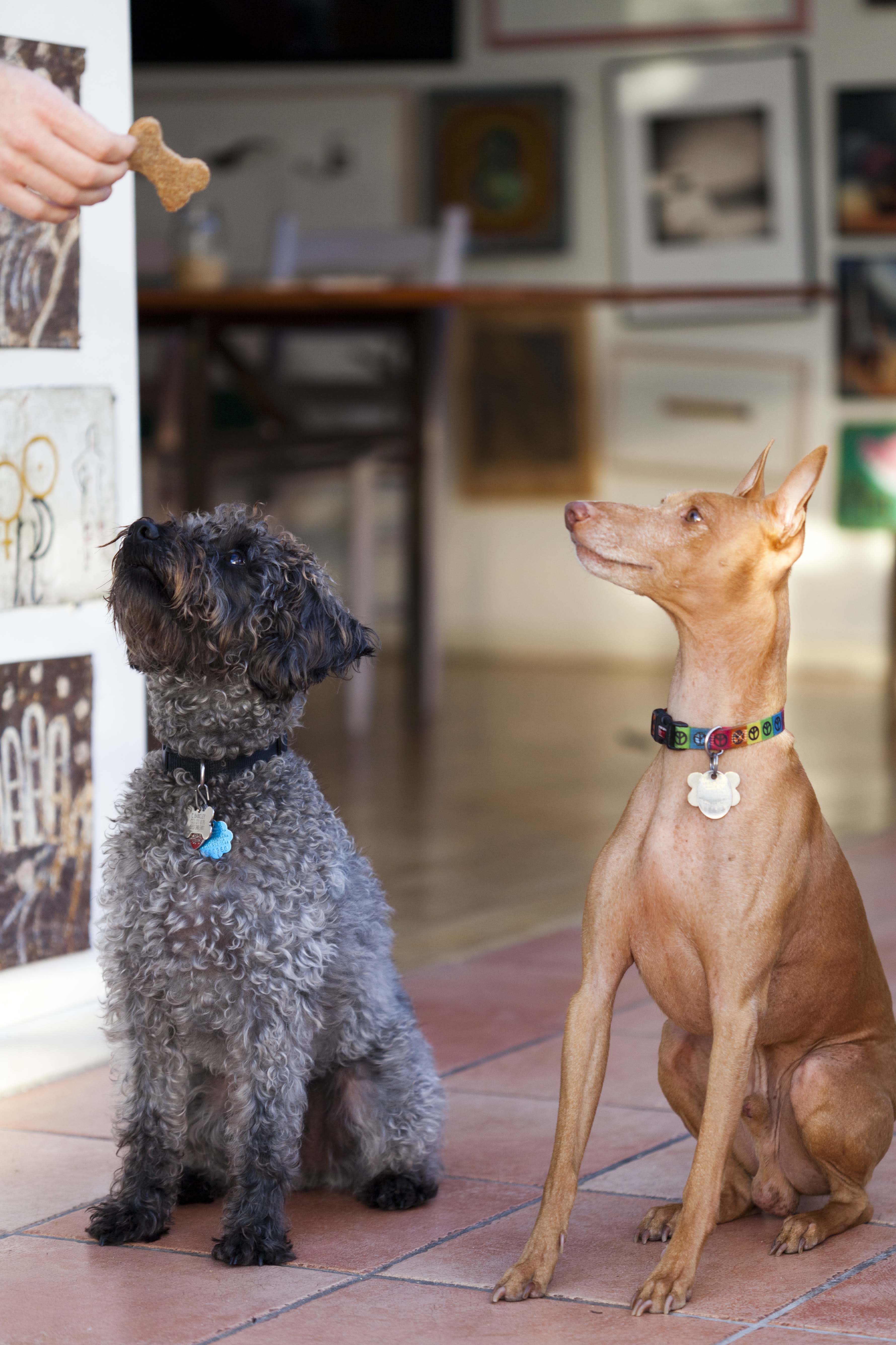 bacon grease dog treats