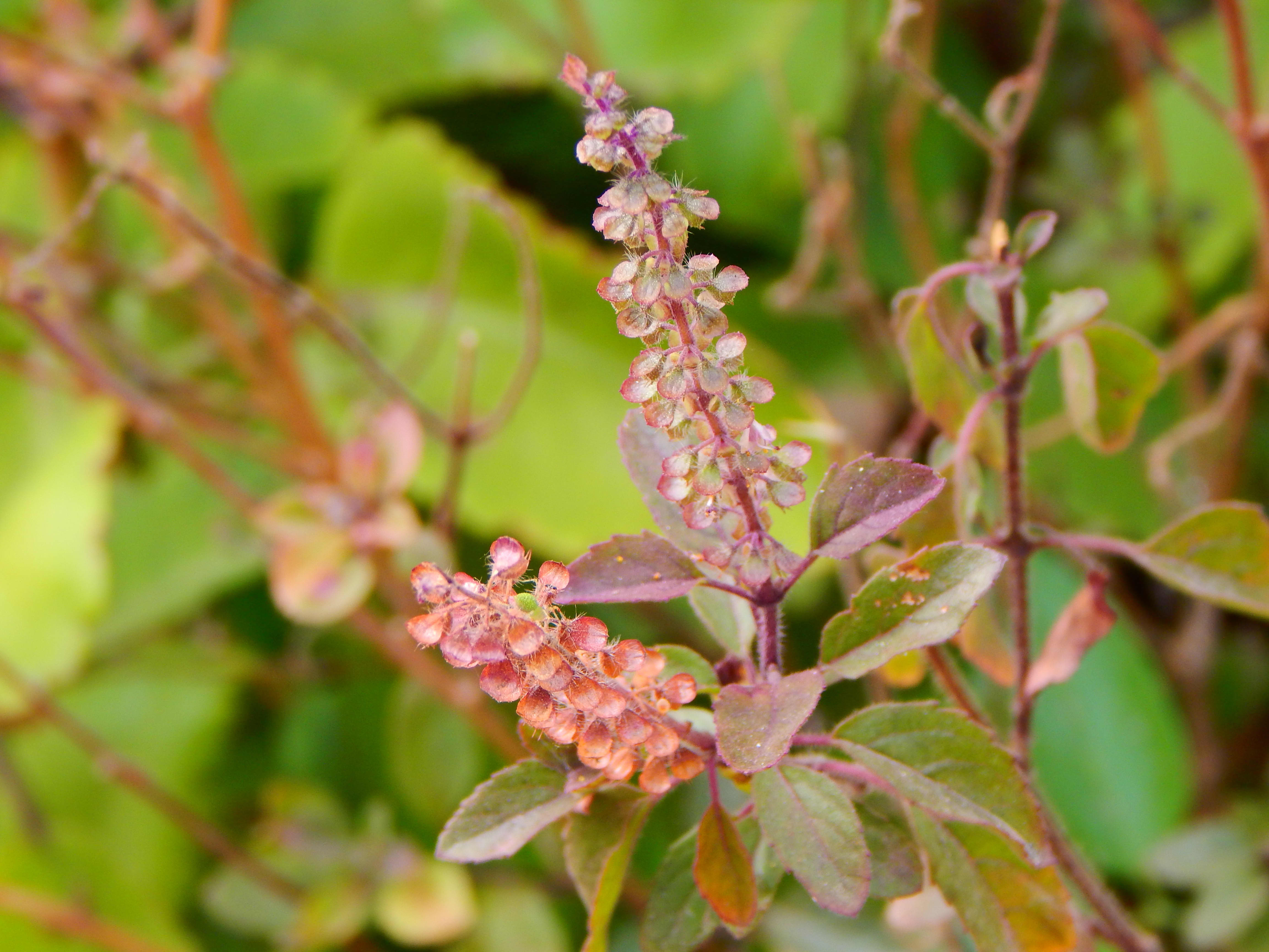 Holy Basil Benefits What Is Tulsi Adaptogen The Kitchn