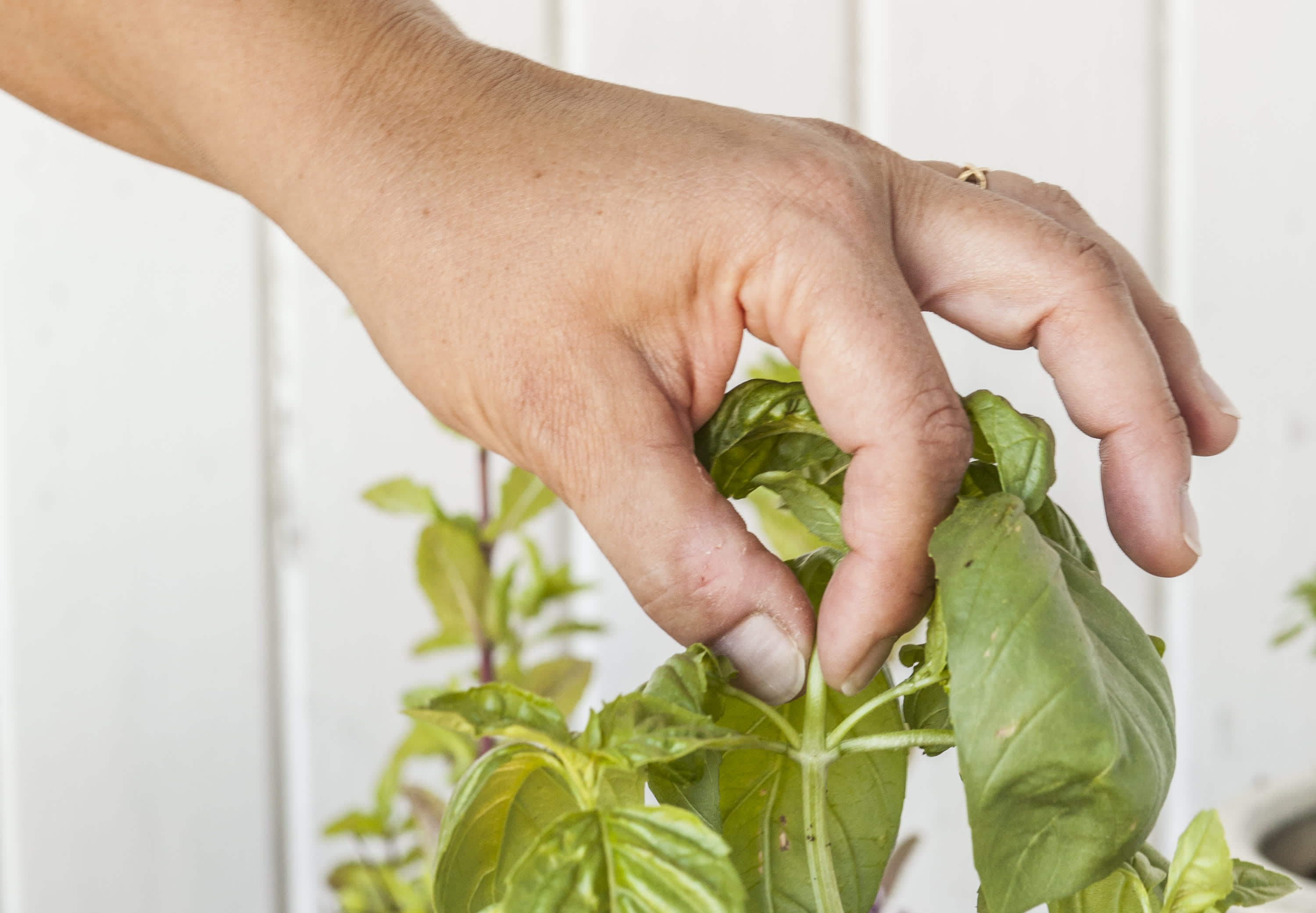 How to Grow Basil in a Container Herb Garden The Kitchn