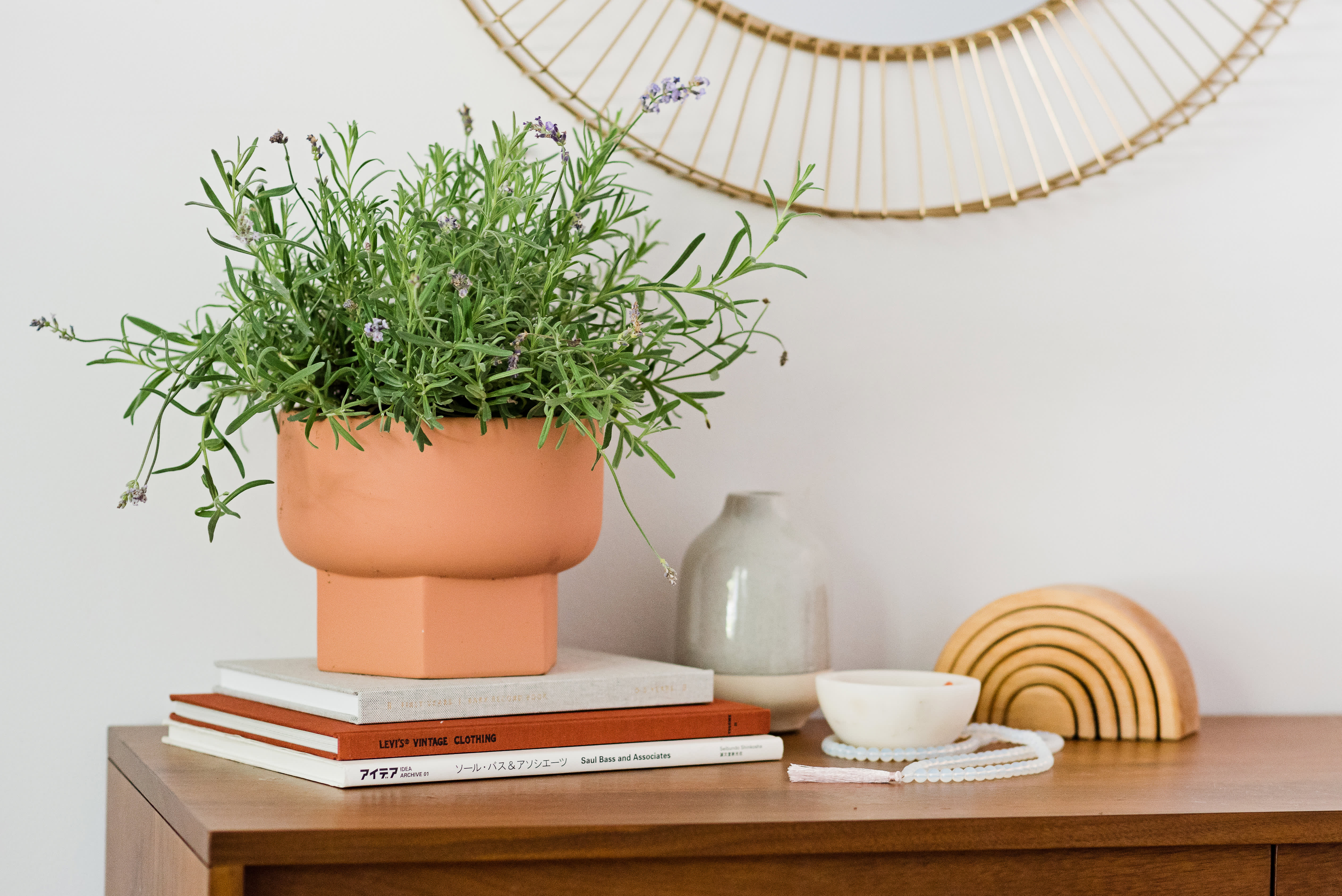 Growing Lavender Indoors - Lavender in Pot - Lavender Indoors.  Potted  lavender, Growing lavender indoors, Lavender potted plant