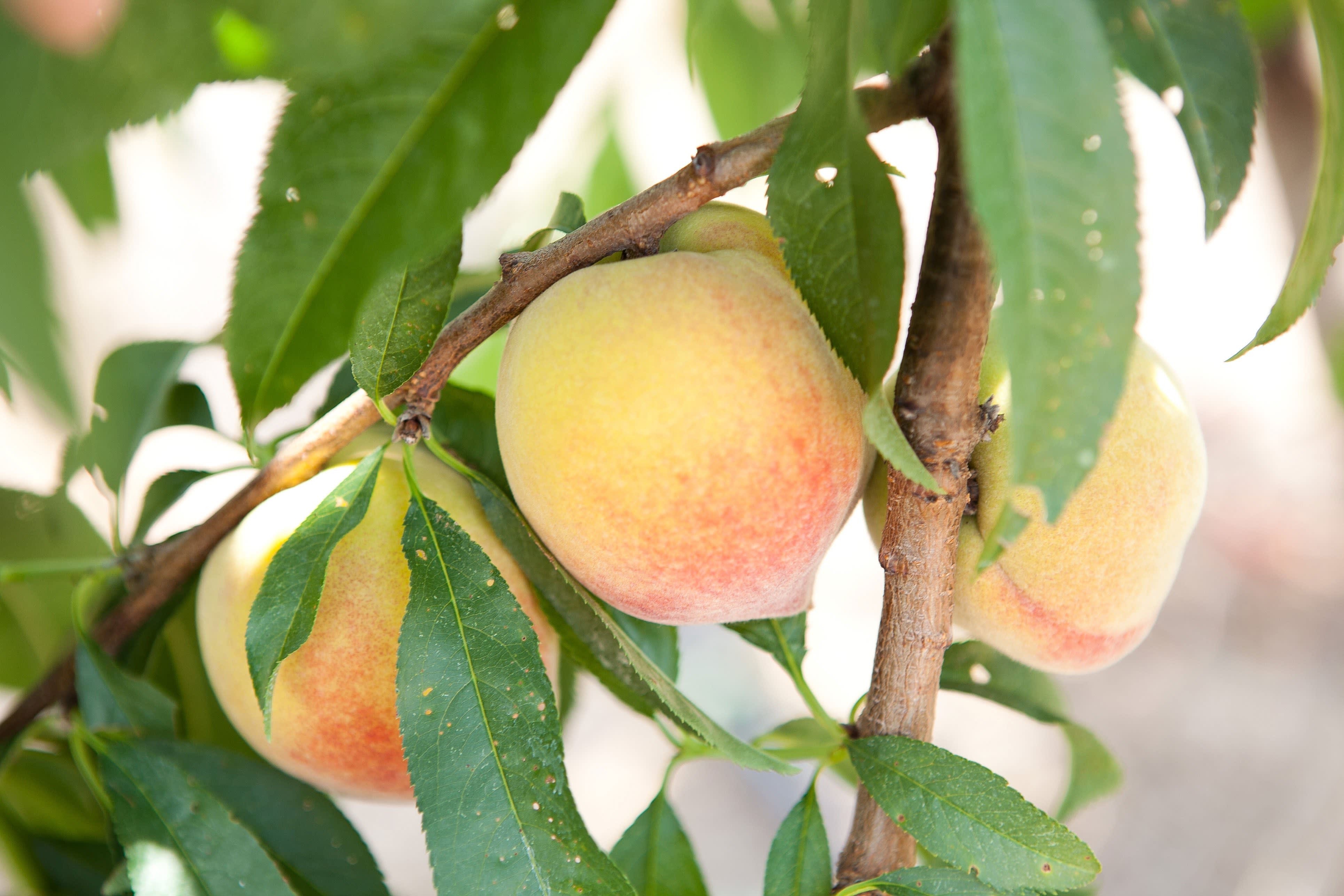 9 Fun Facts About Peaches  Peach Facts – Lane Southern Orchards