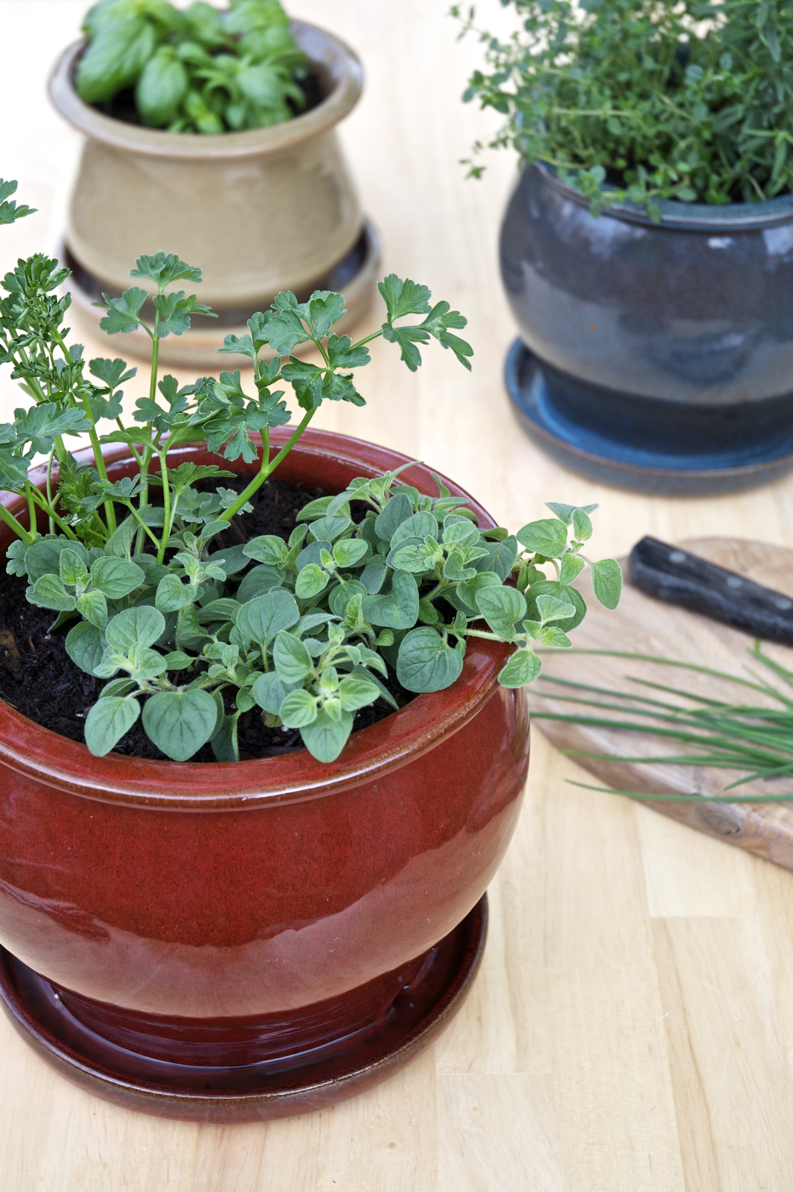 Small Kitchen Herb Garden HydroArtPod: Your Own Automated Indoor Herb