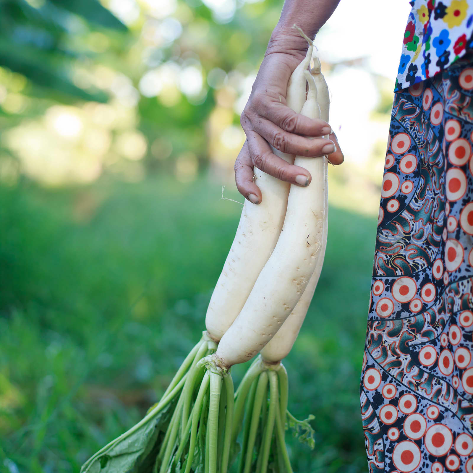 Sandor Katz You Could Survive a Winter on That Much Radish Kraut