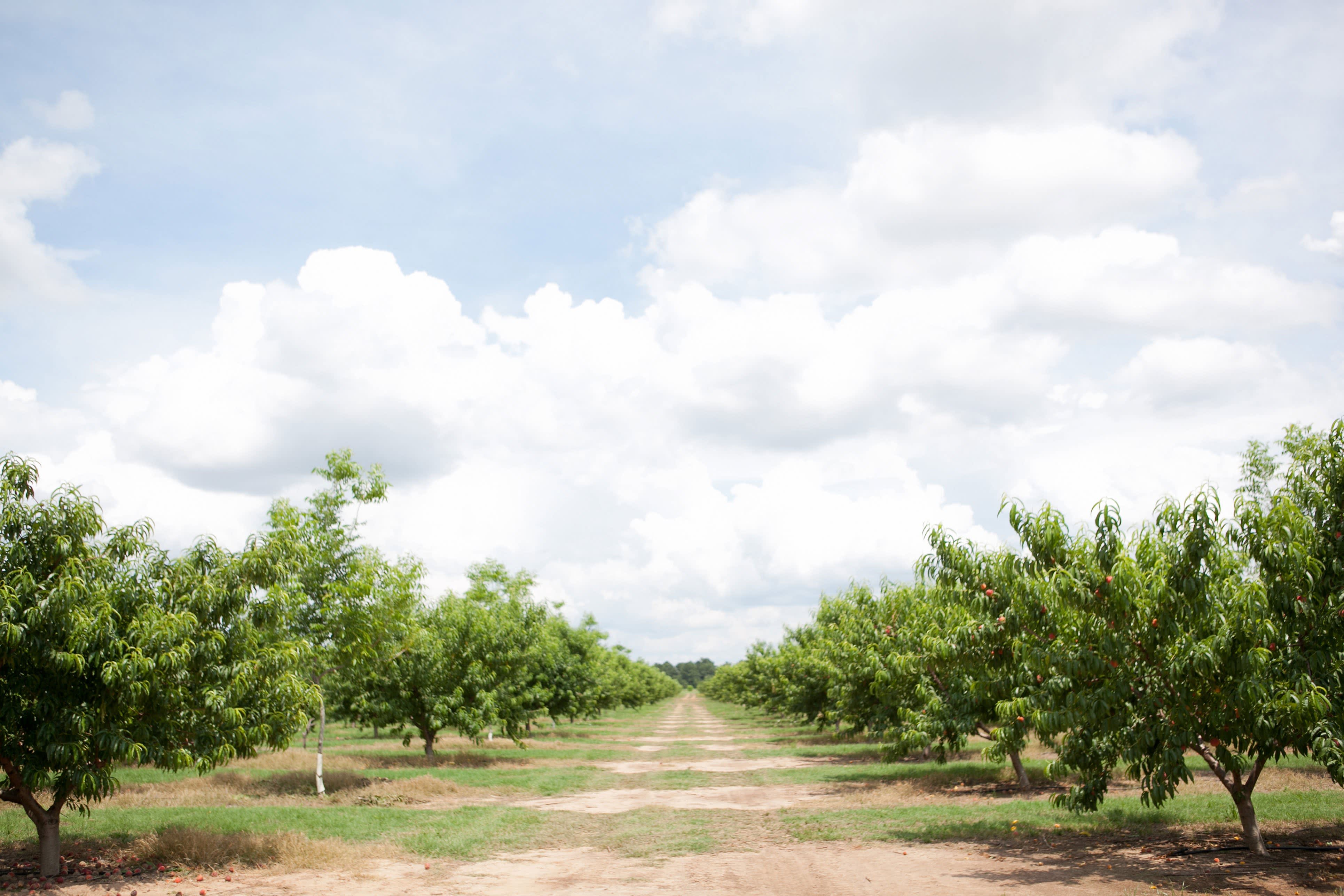 The Story of Lane Southern Orchards, Growing Peaches in for 107