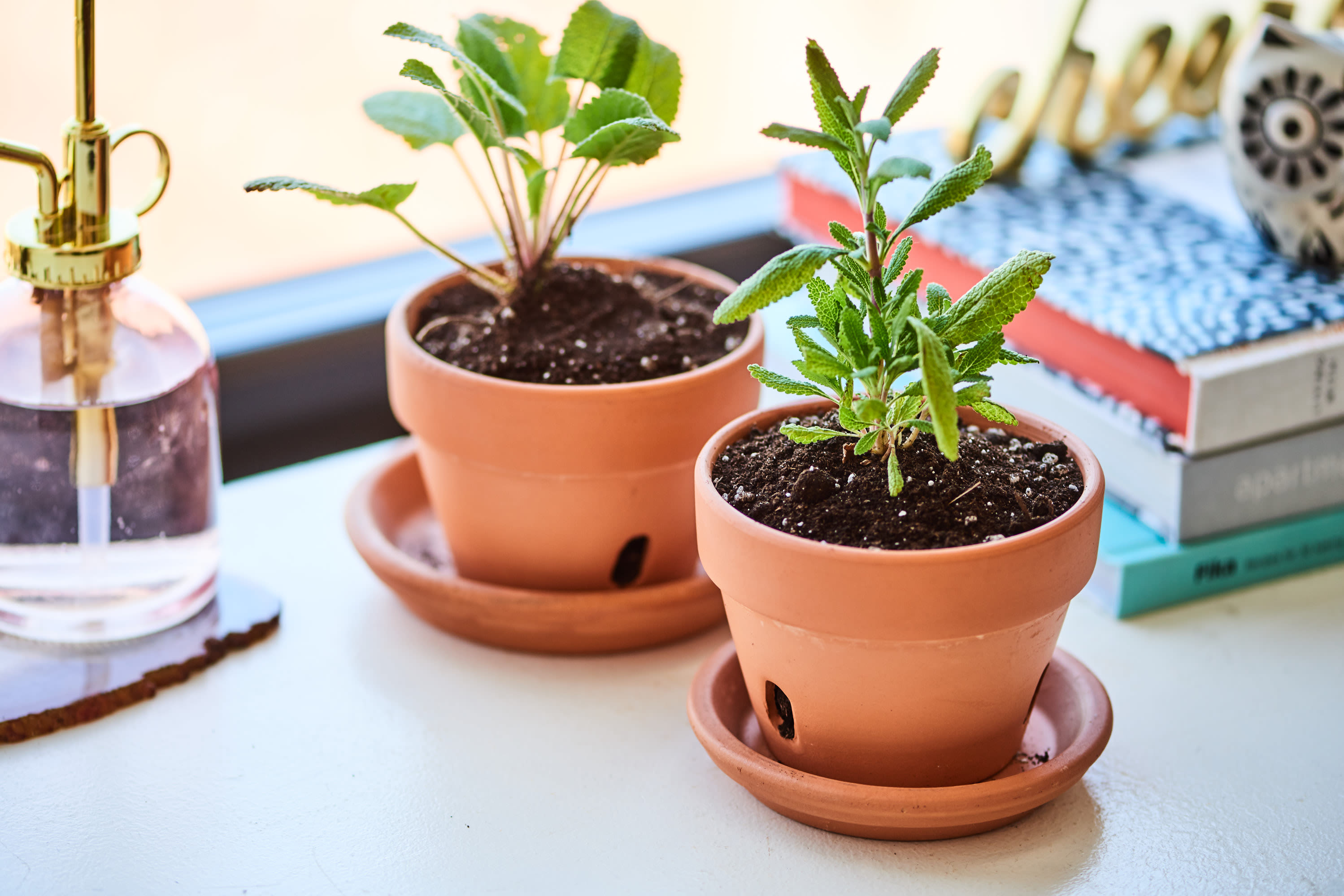 green zebra tomato plant Green Zebra Tomato – Revival Seeds main image 0