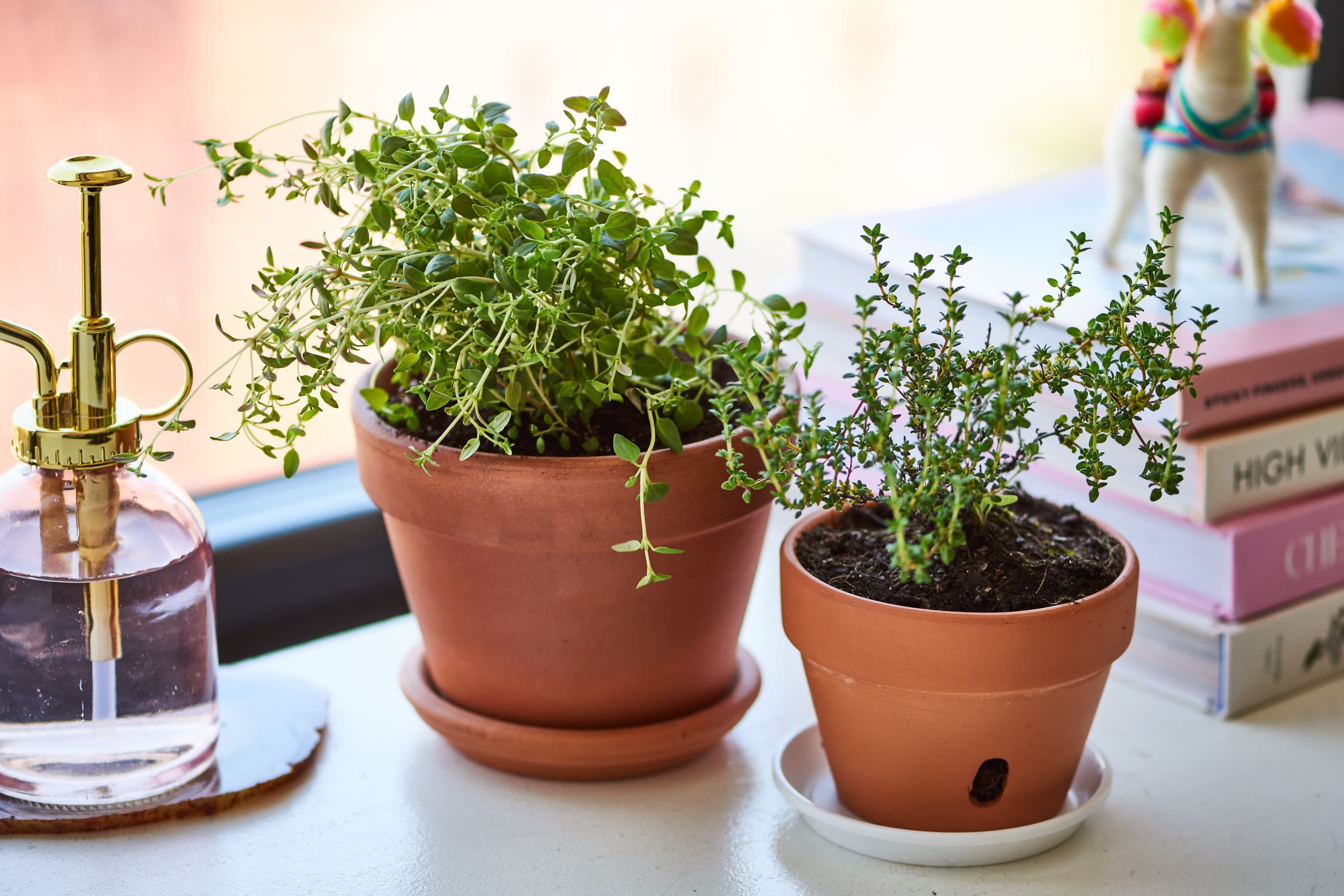 how to grow thyme plants indoors | apartment therapy