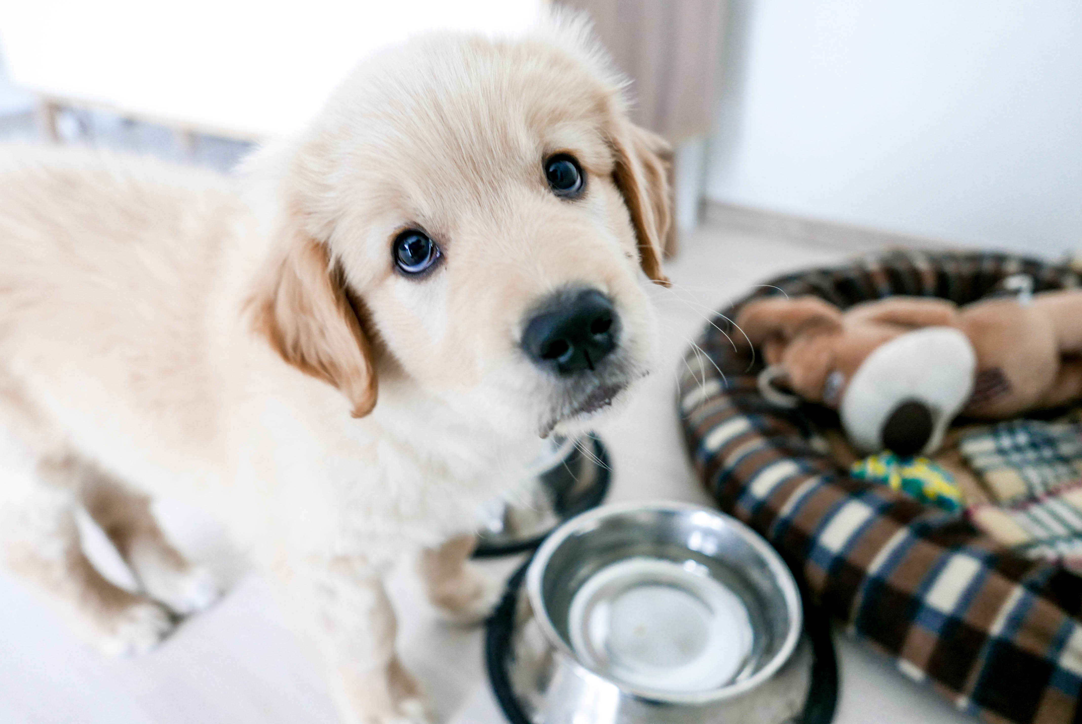 what is the best dog food for large breed puppies
